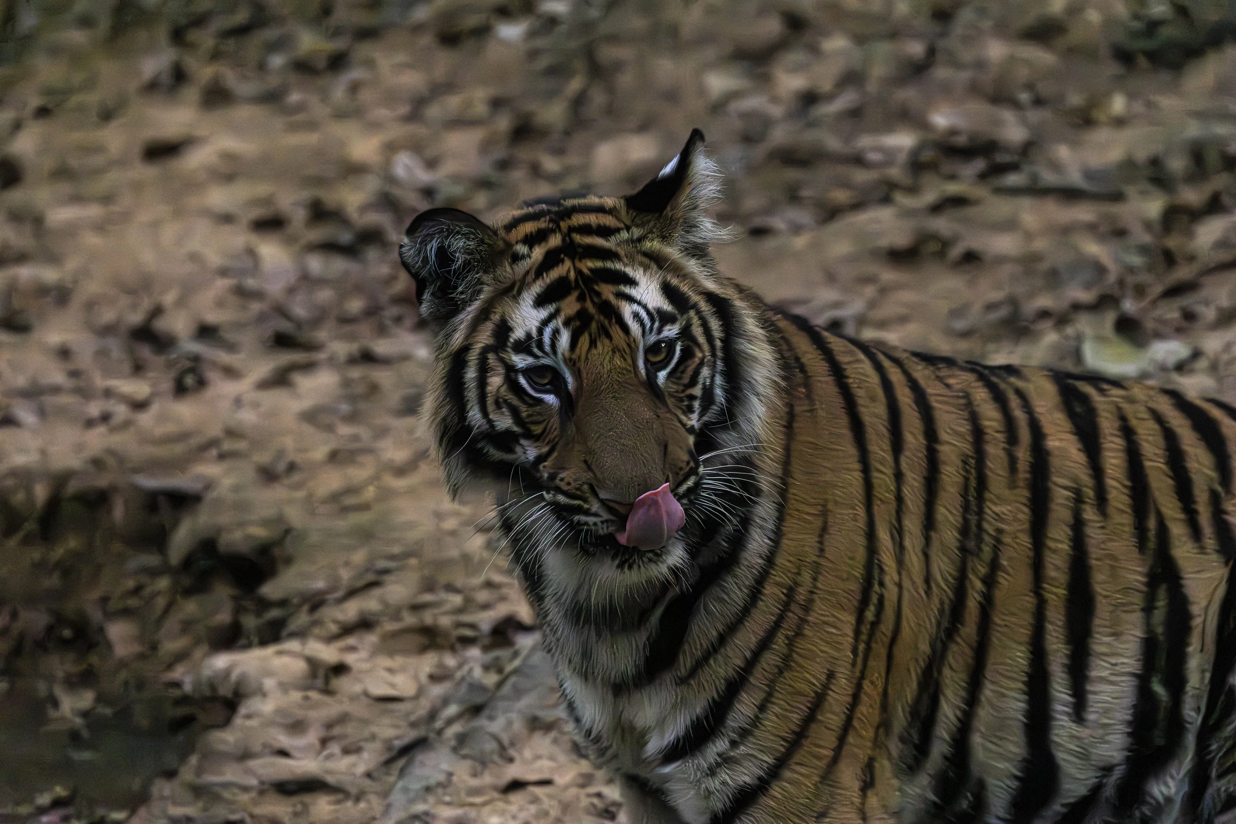 Samode Lodge Day 1-4709.jpg