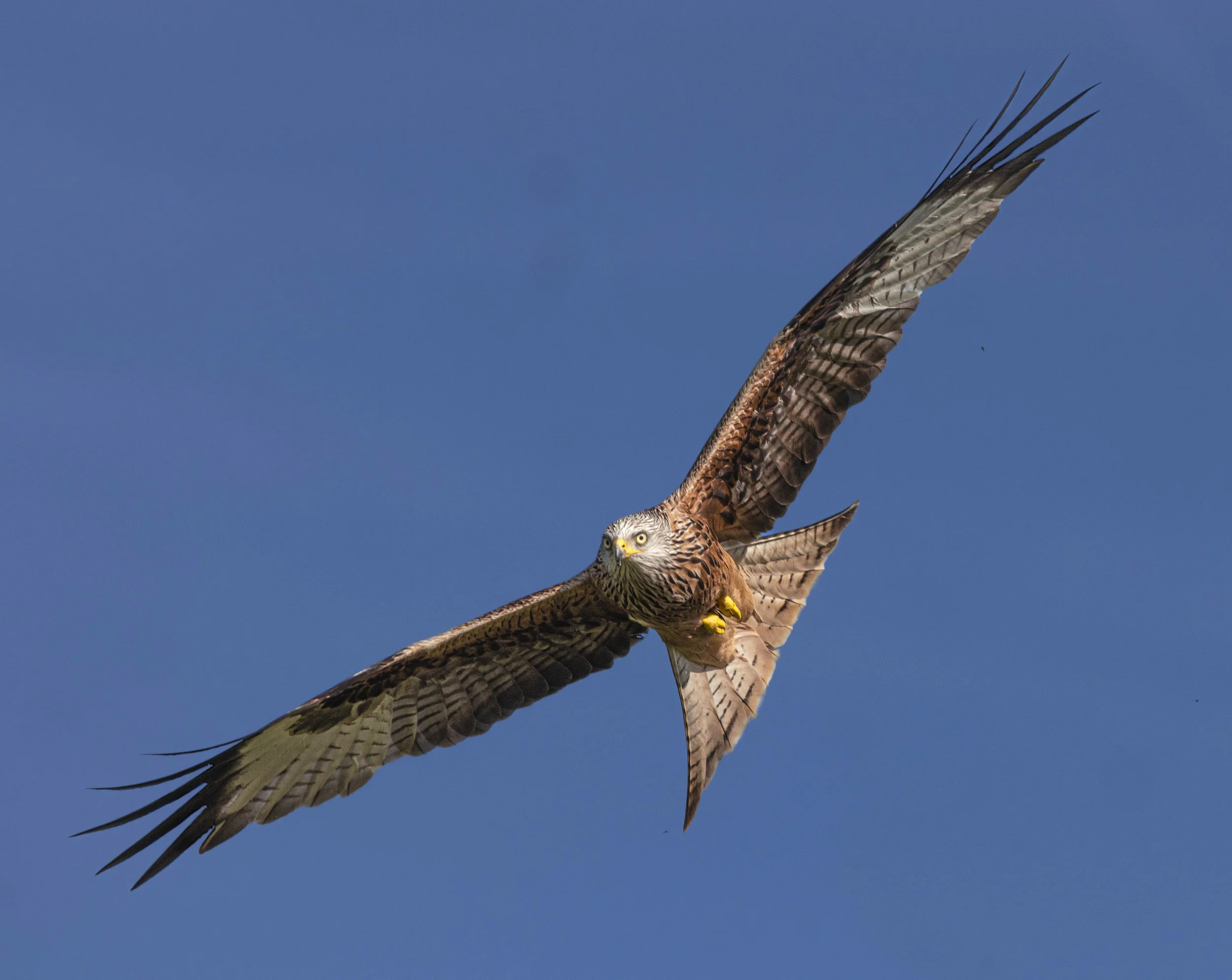 Red Kites at Gigrin Farm