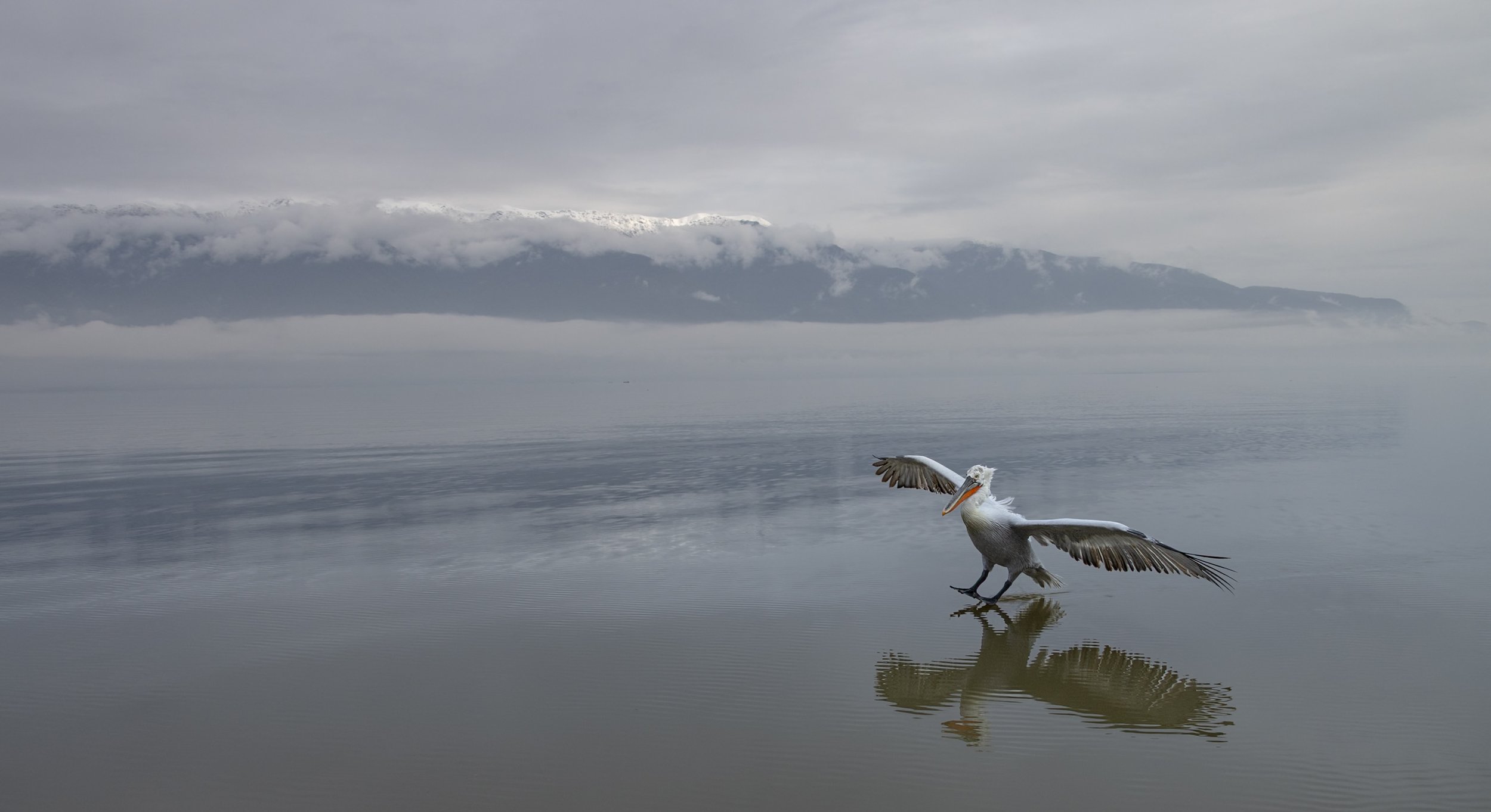 Kerkini Pelicans-2634.jpg