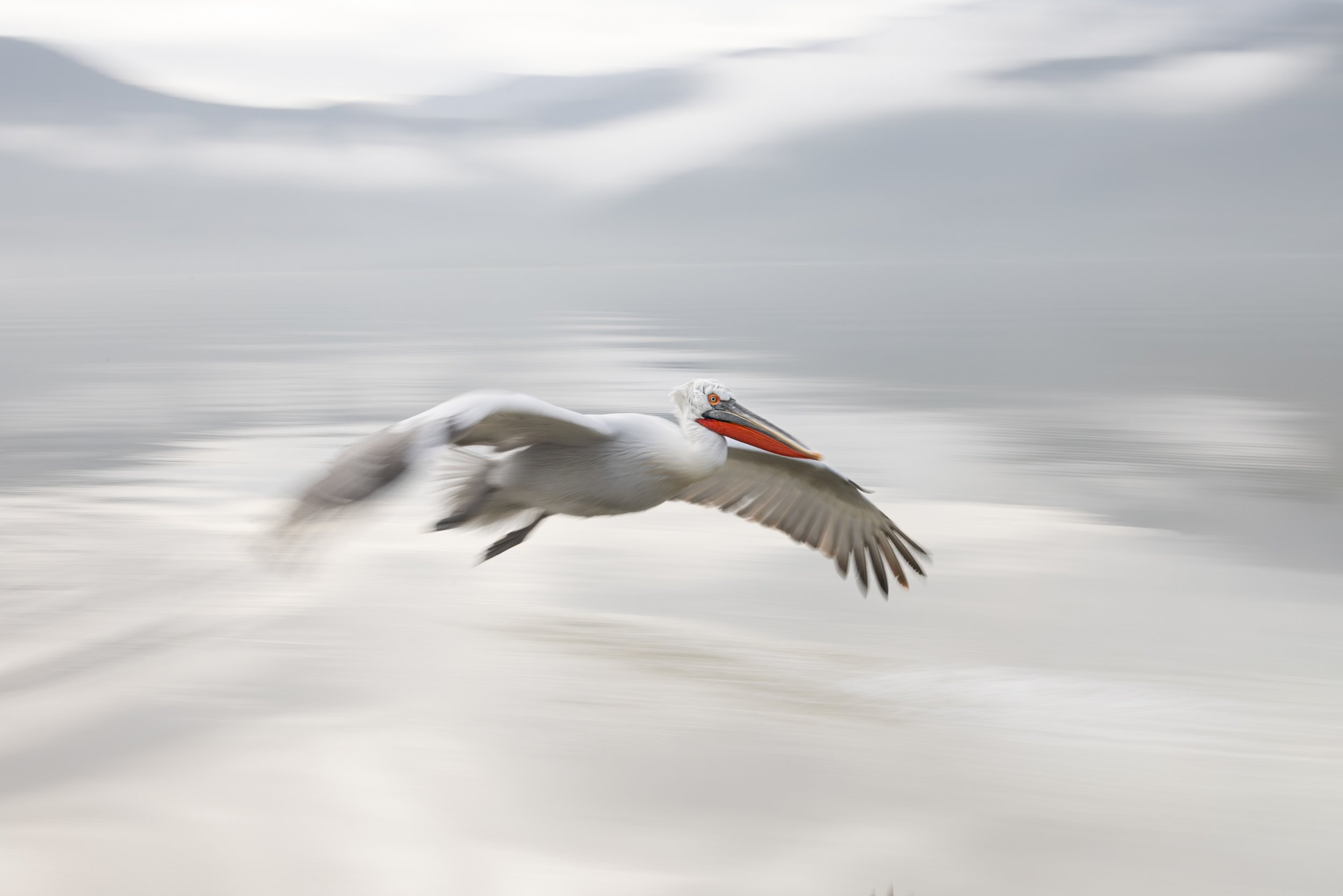 Kerkini Pelicans-2443.jpg