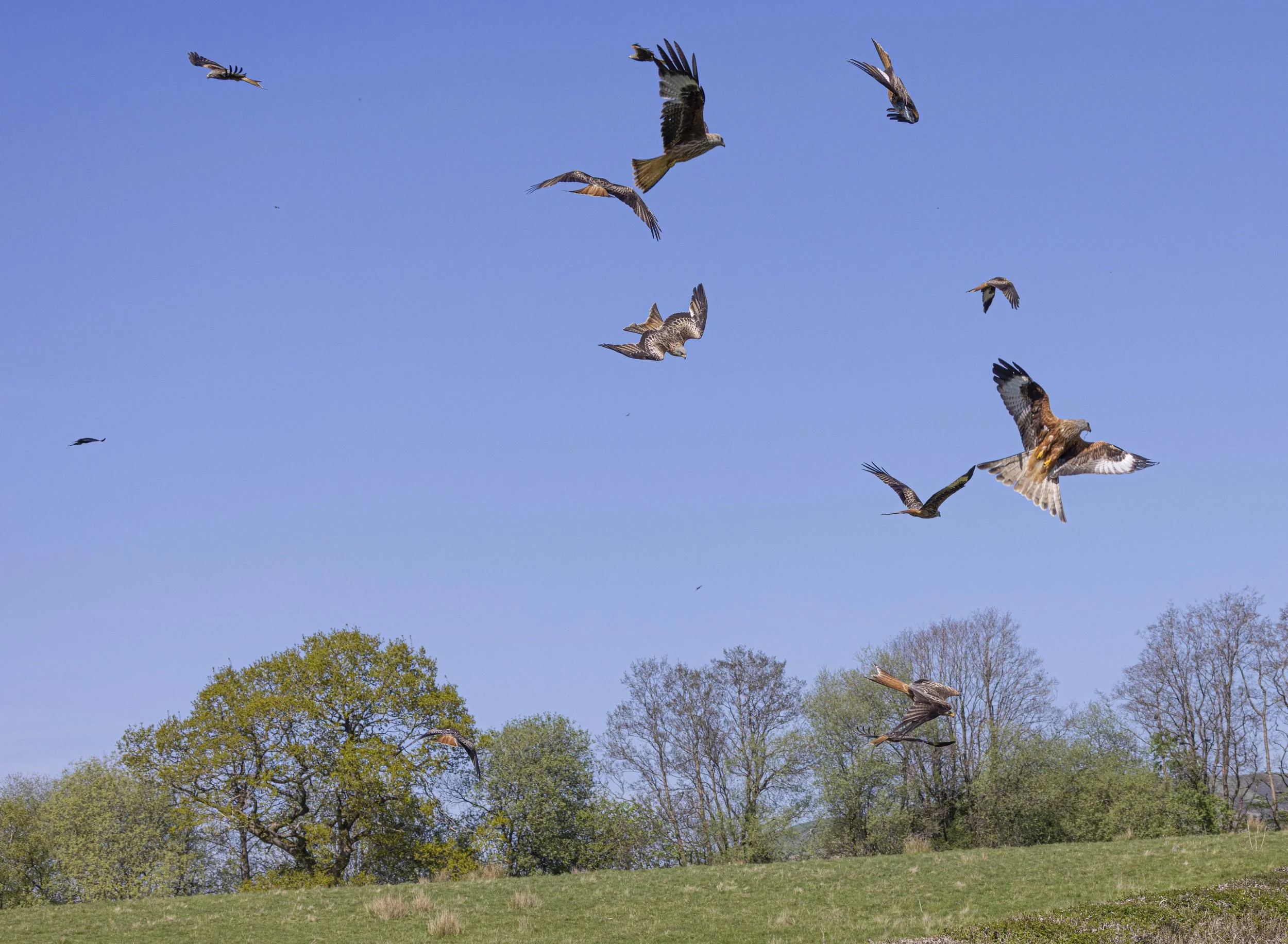 Red Kites at Gigrin Farm