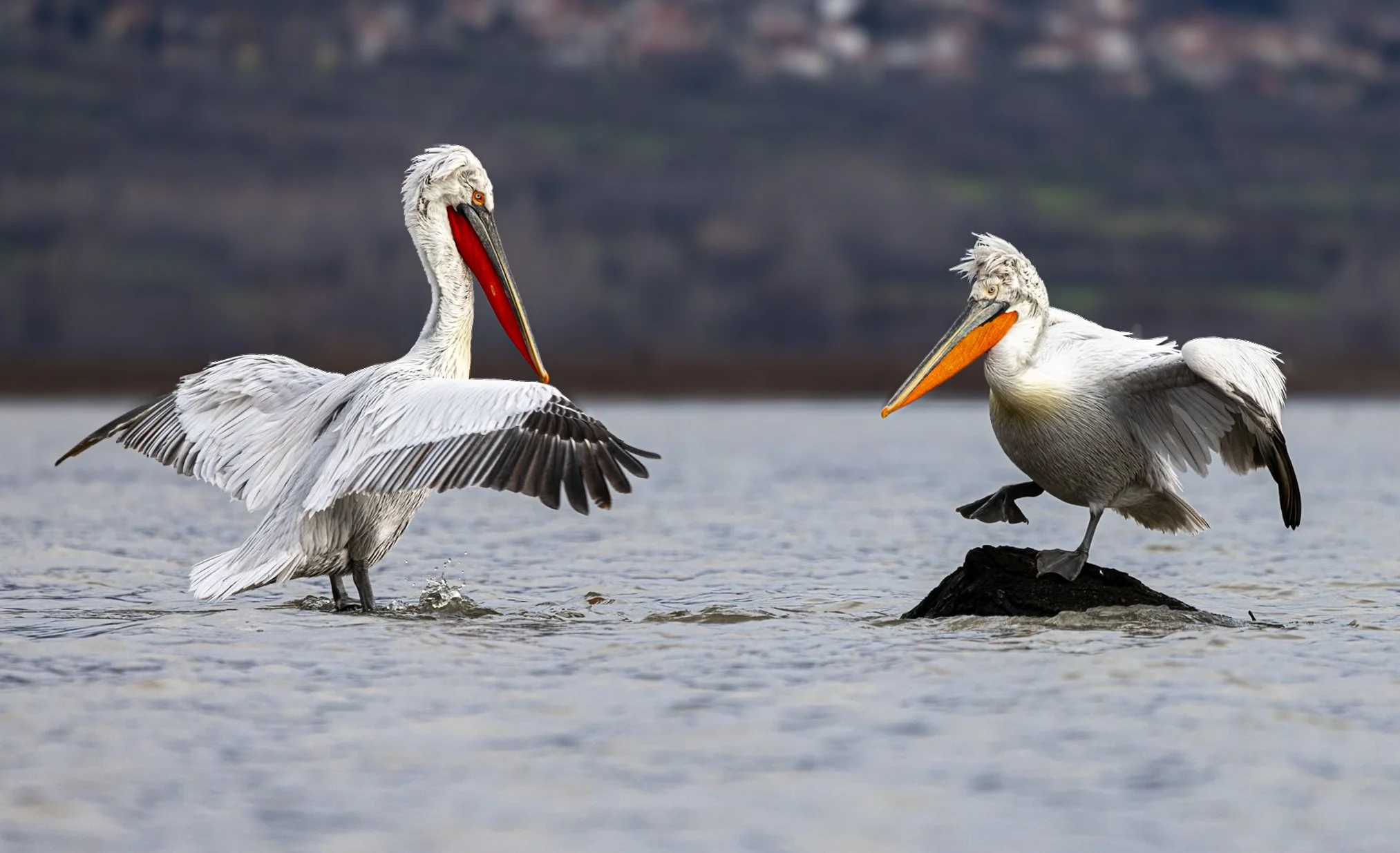 Kerkini Pelicans-2-5.jpg