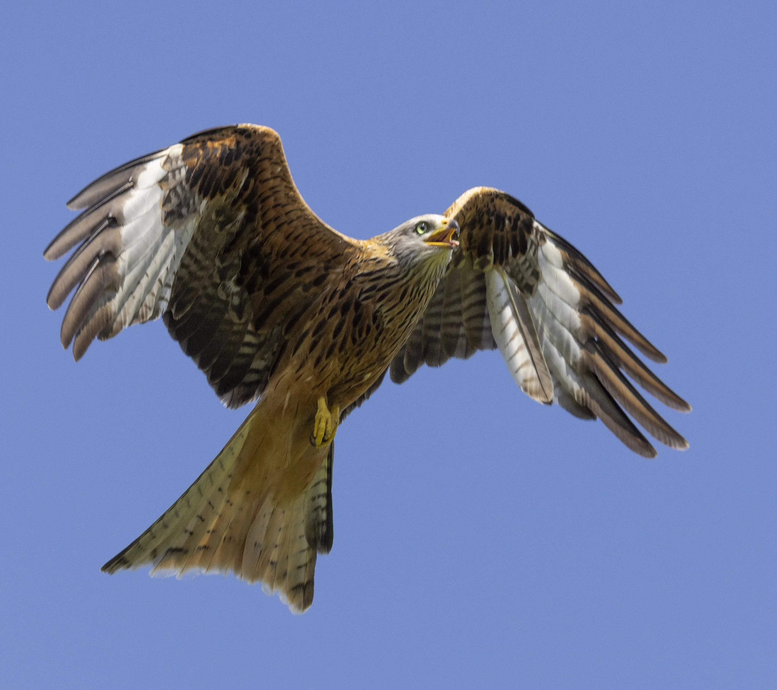 Red Kites at Gigrin Farm