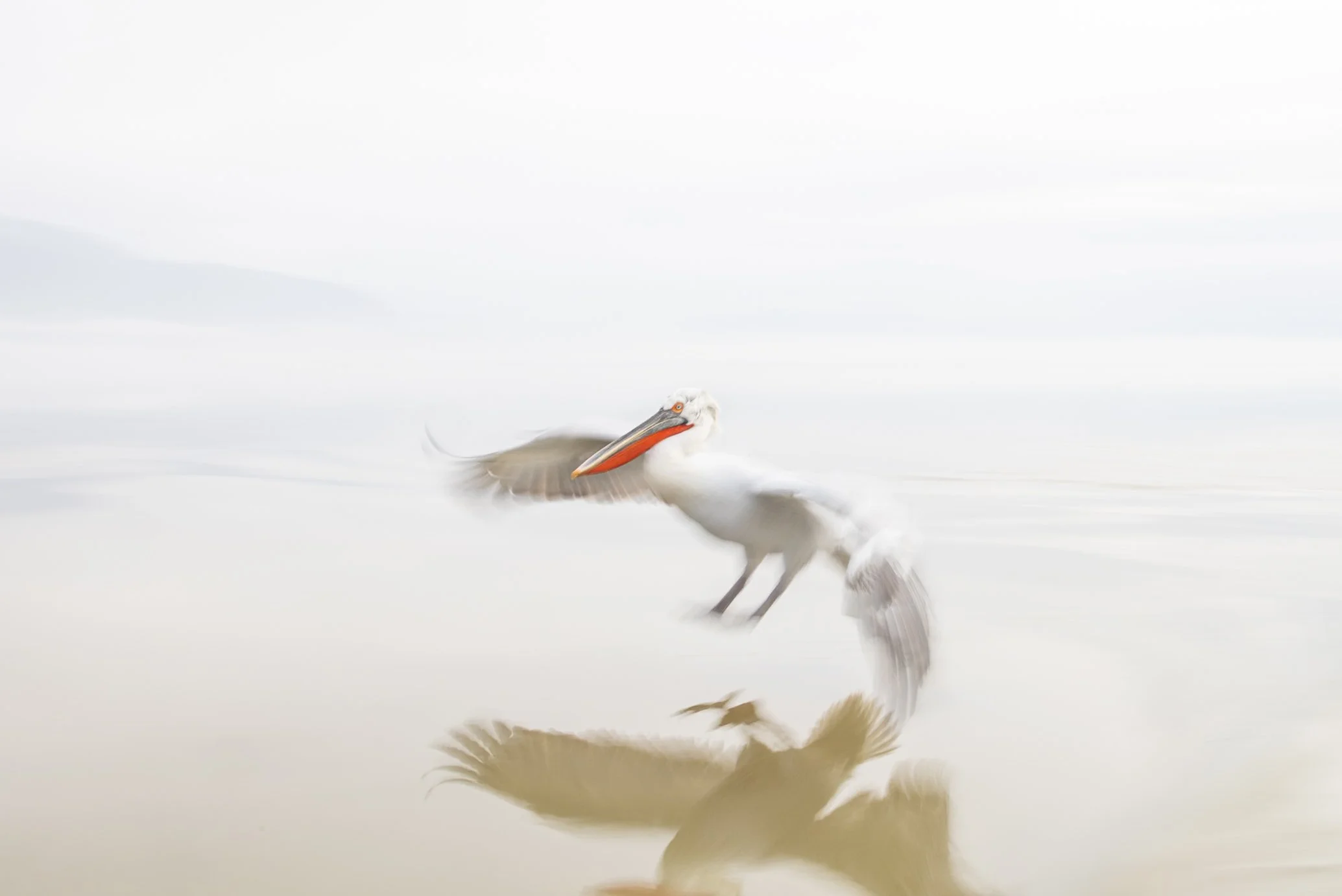 Kerkini Pelicans-2345.jpg