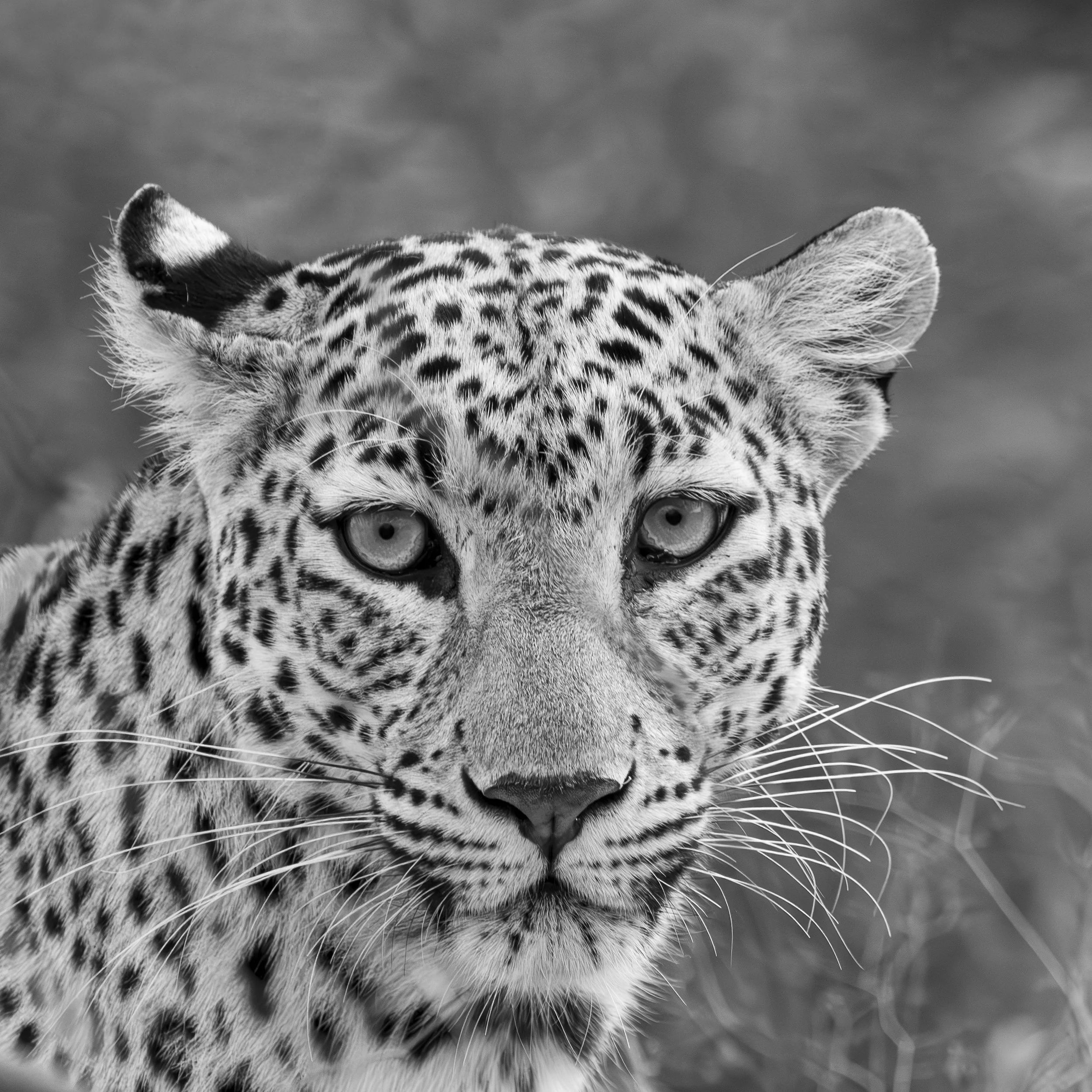 Jawai Day 1-8578.jpg