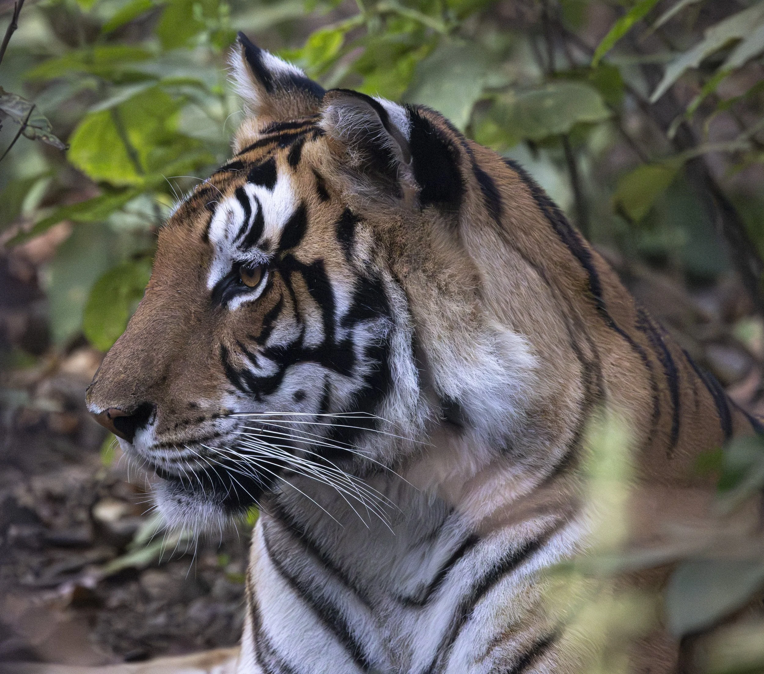 Kanha Day 4-8157.jpg