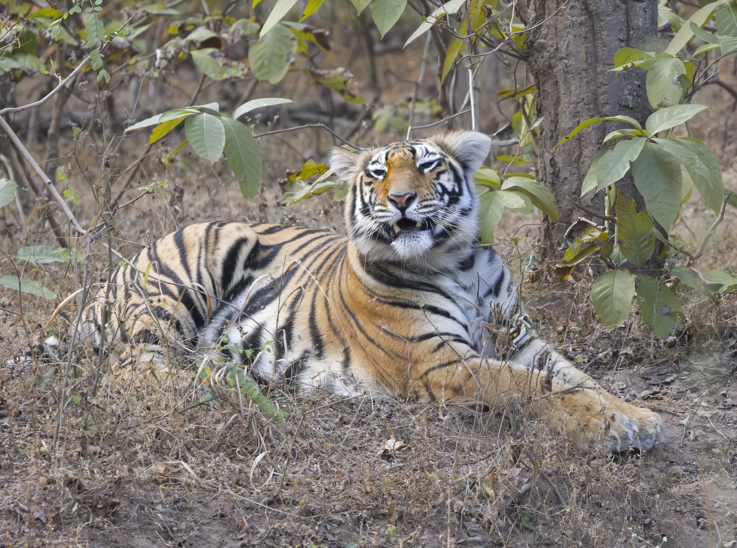 Samode Lodge Day 2-5665.jpg