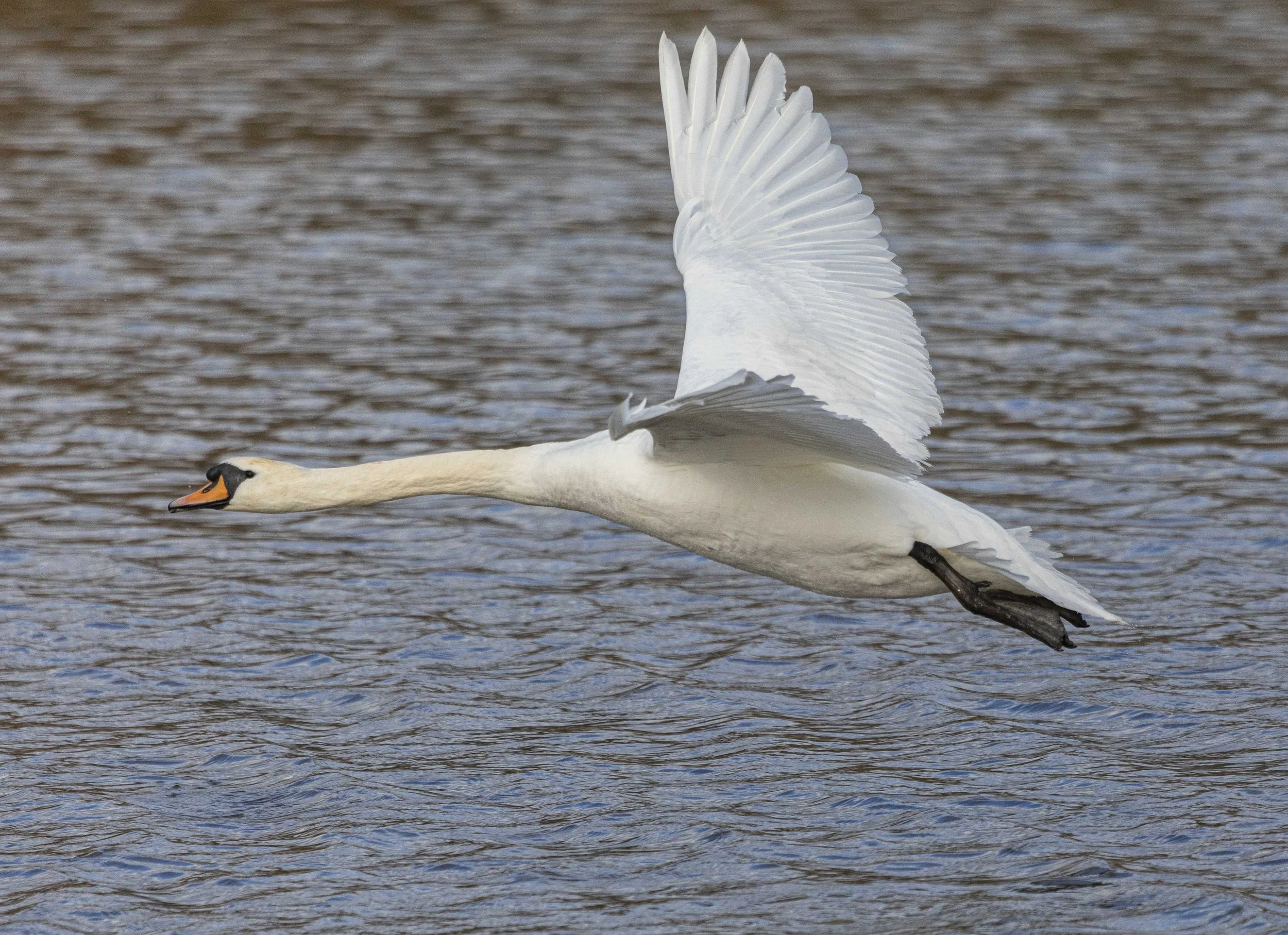 Backwell Lake-8099.jpg