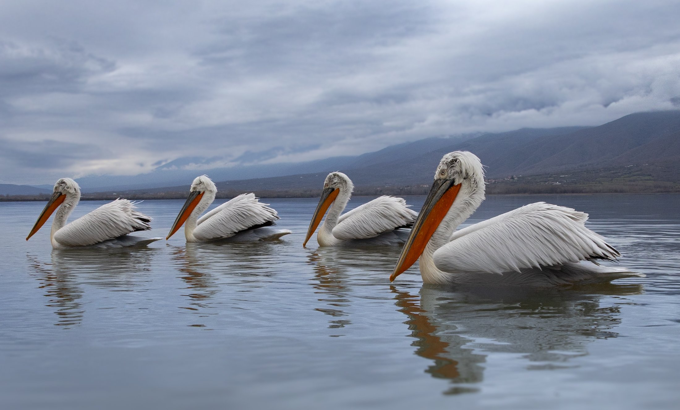 Kerkini Pelicans-1220.jpg