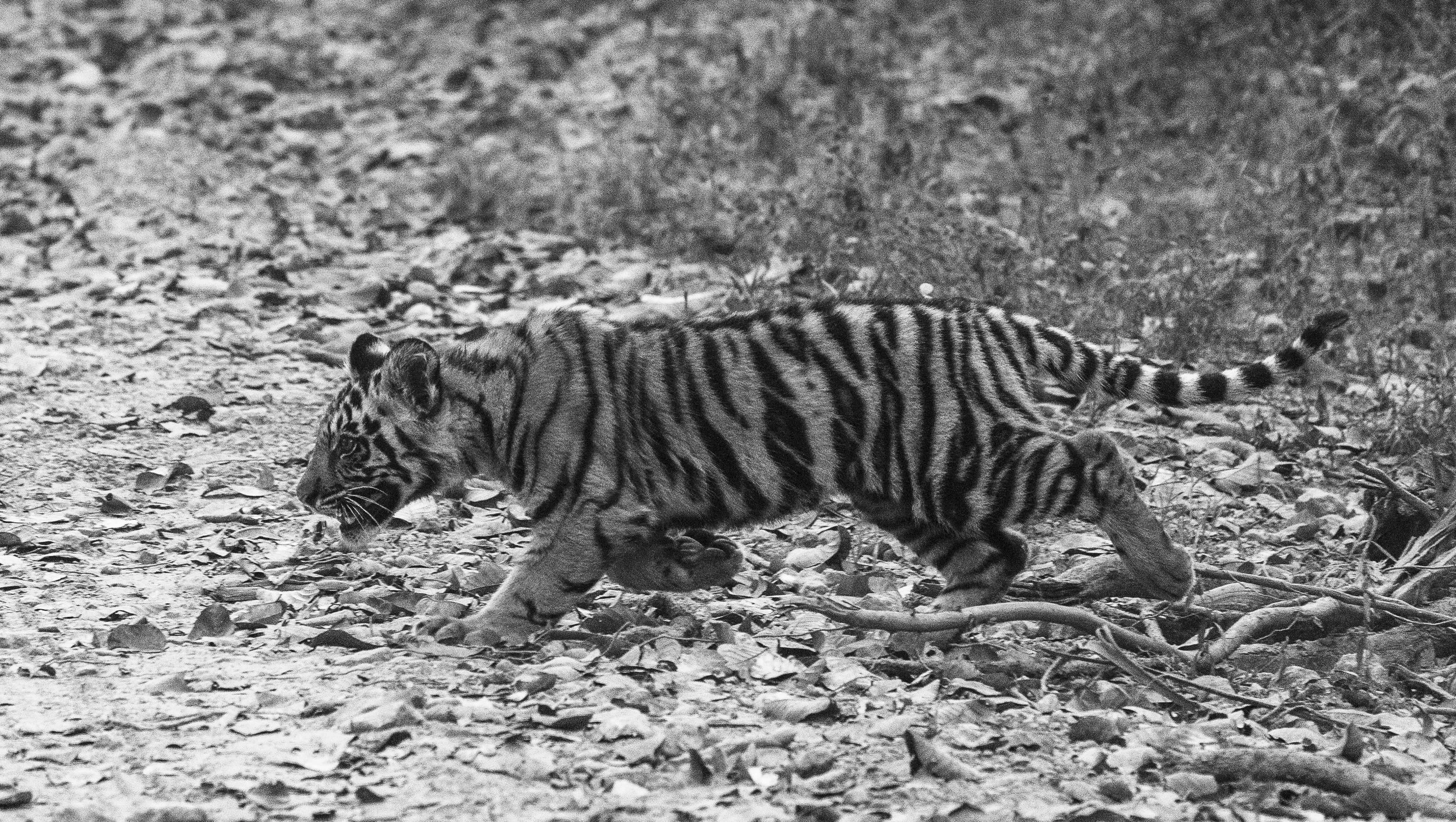 Kanha Day 4-7973.jpg