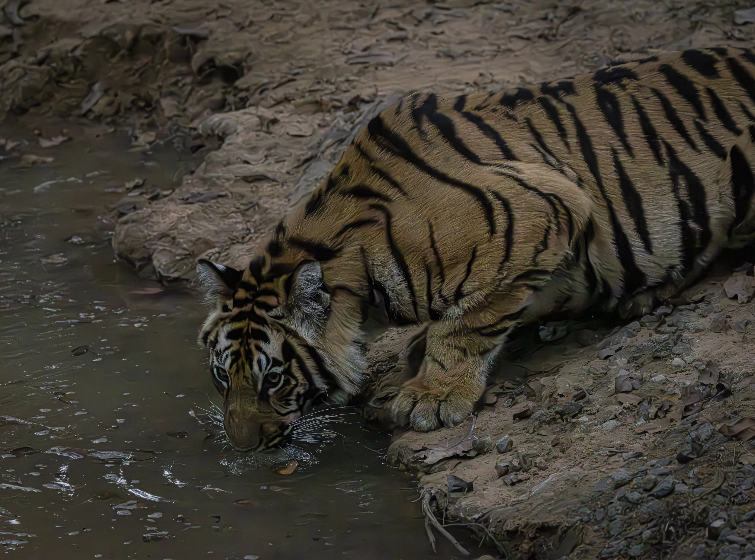 Samode Lodge Day 1-4693.jpg