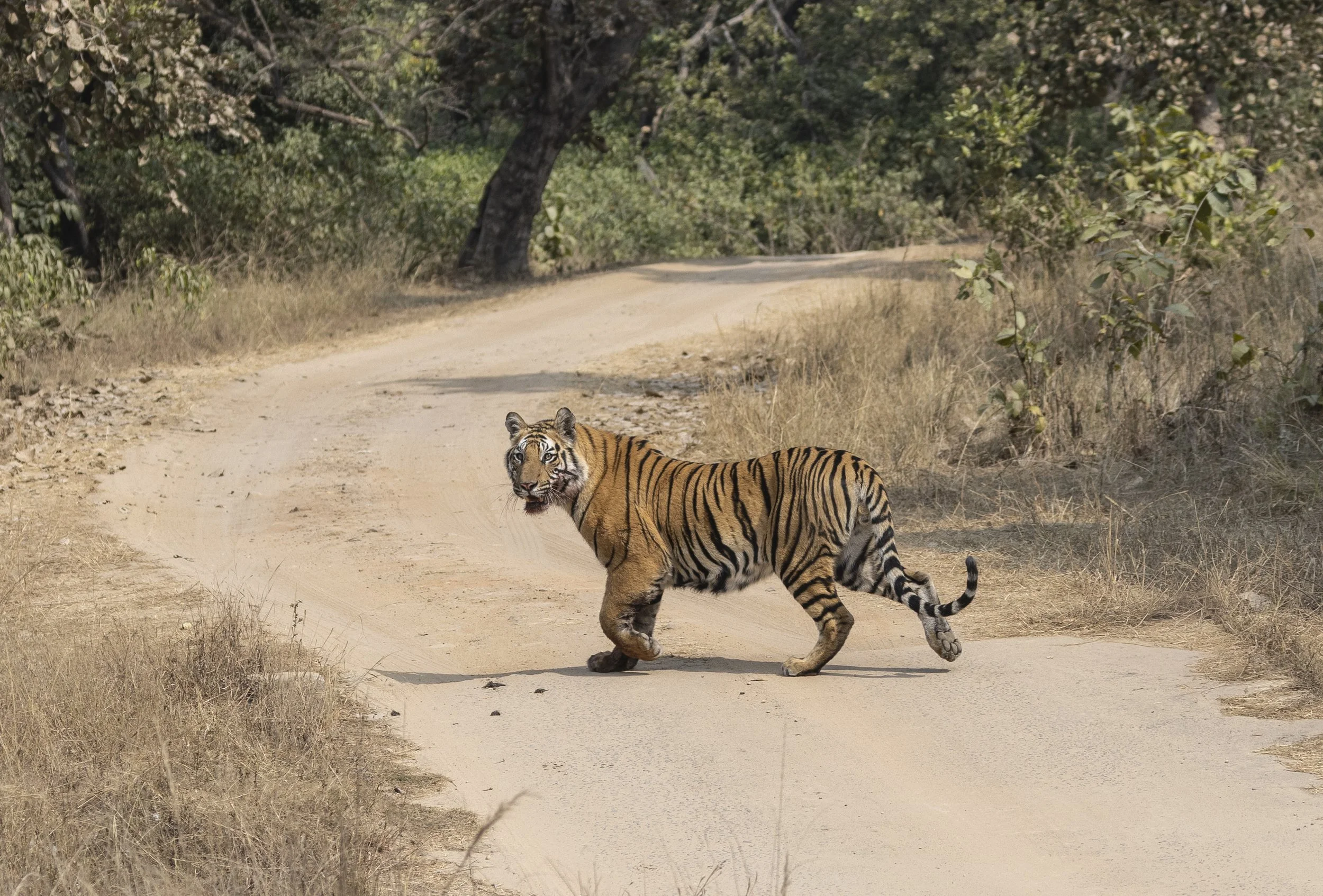 Samode Lodge Day 2-5190.jpg