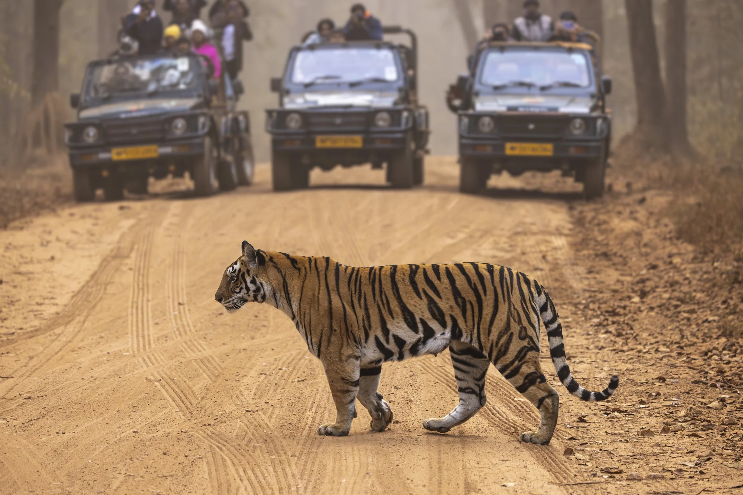 Kanha Day 4-7959.jpg