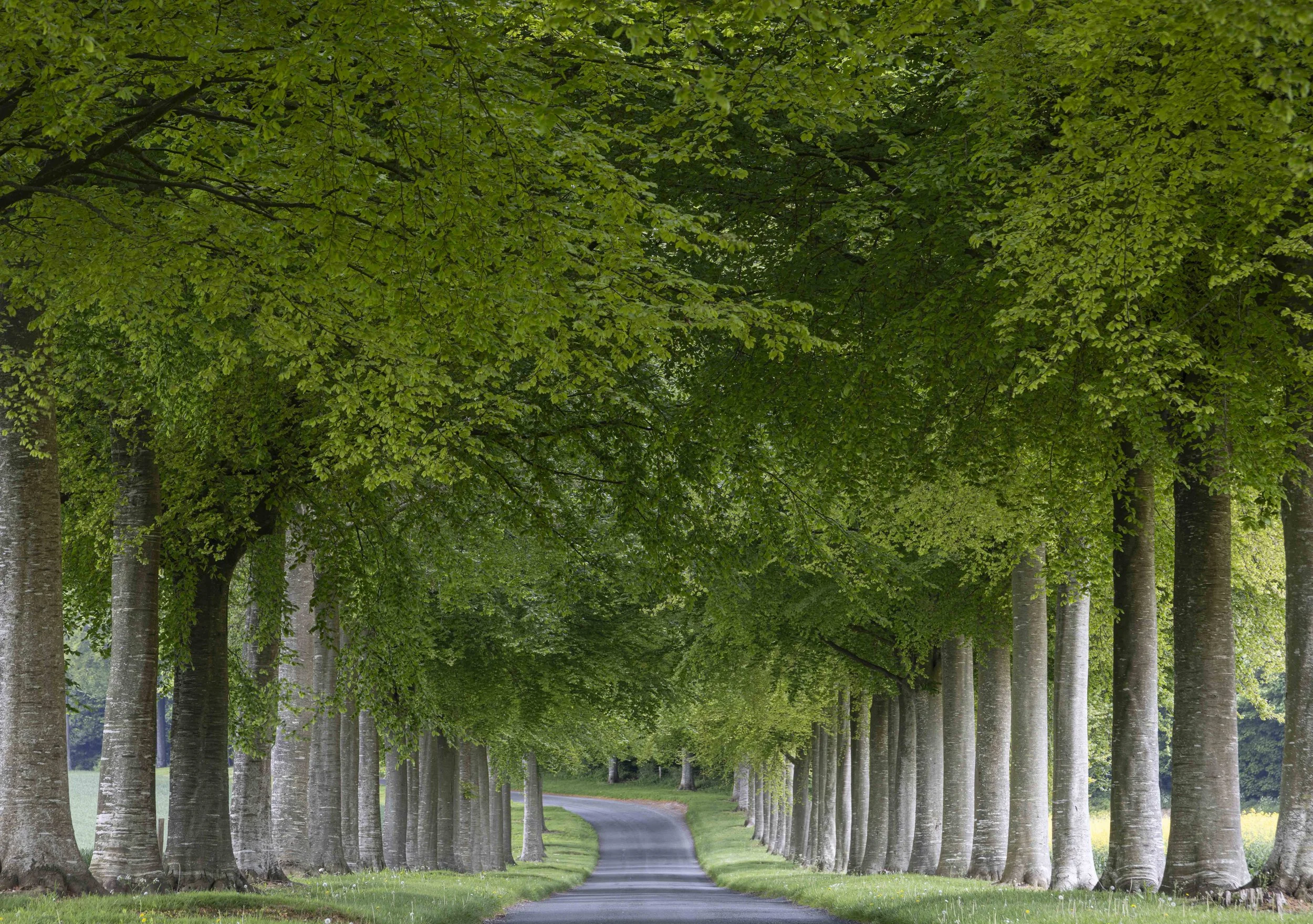 The Manor House drive, Hinton St Mary