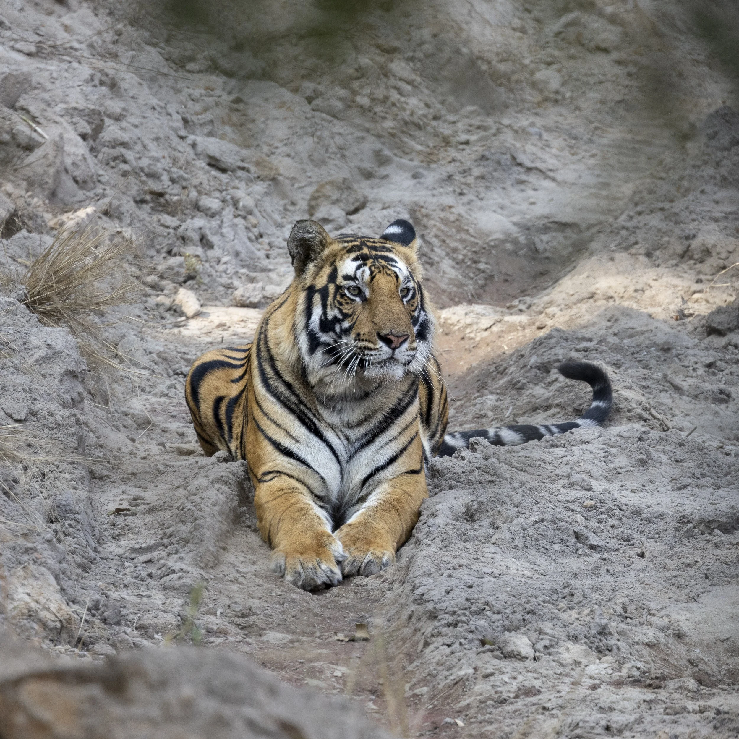 Samode Lodge Day 2-5481.jpg