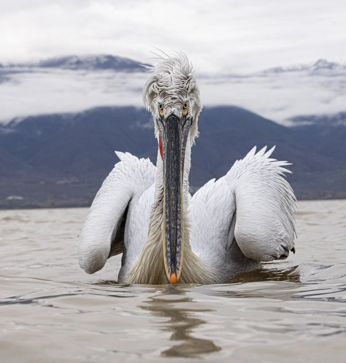 Kerkini Pelicans-0602.jpg