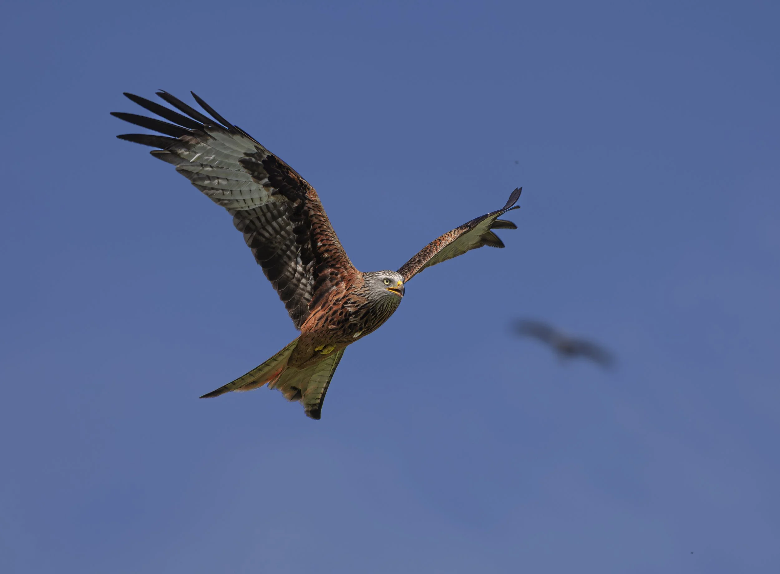 Red Kites at Gigrin Farm
