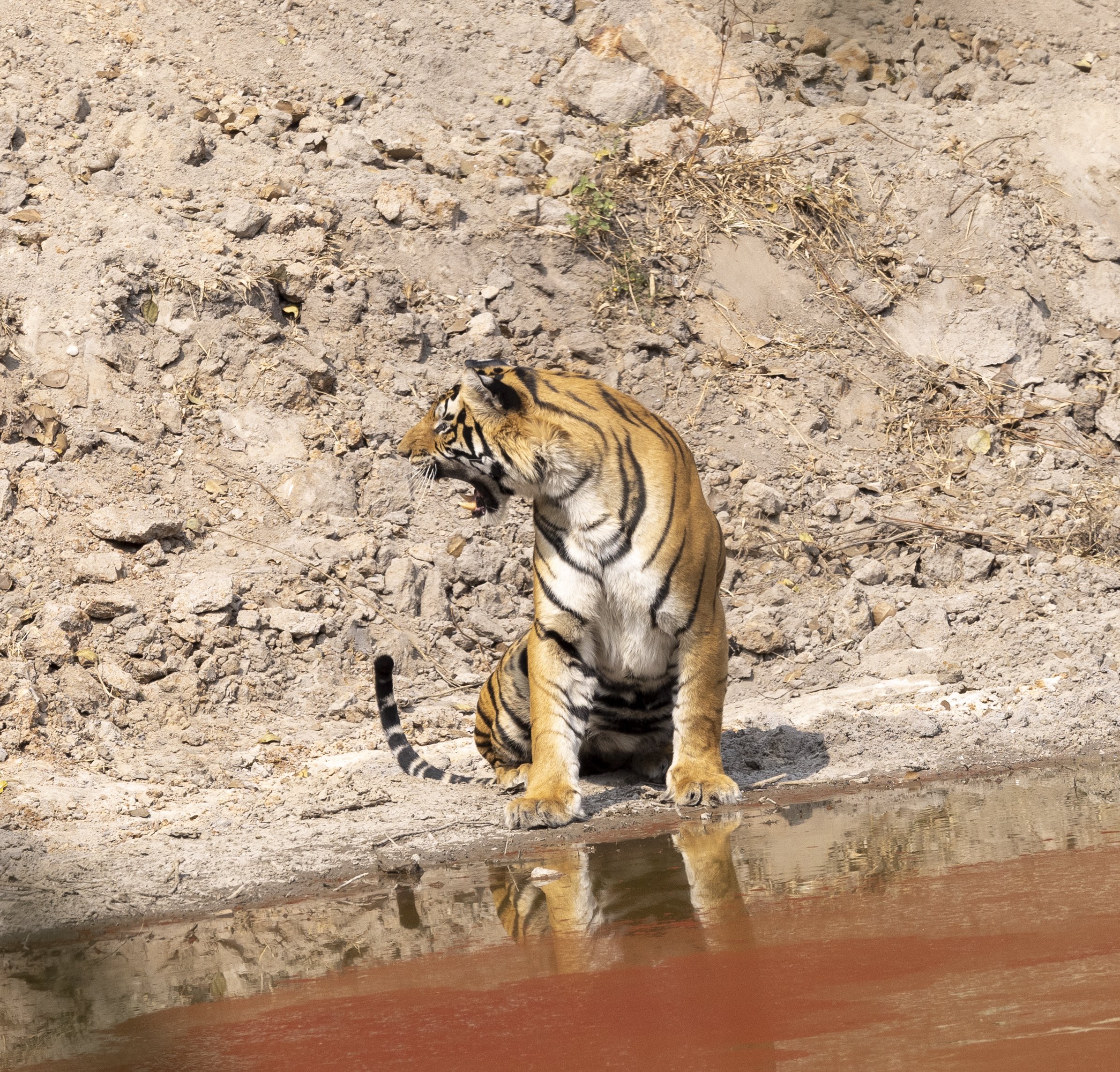 Samode Lodge Day 2-5363.jpg