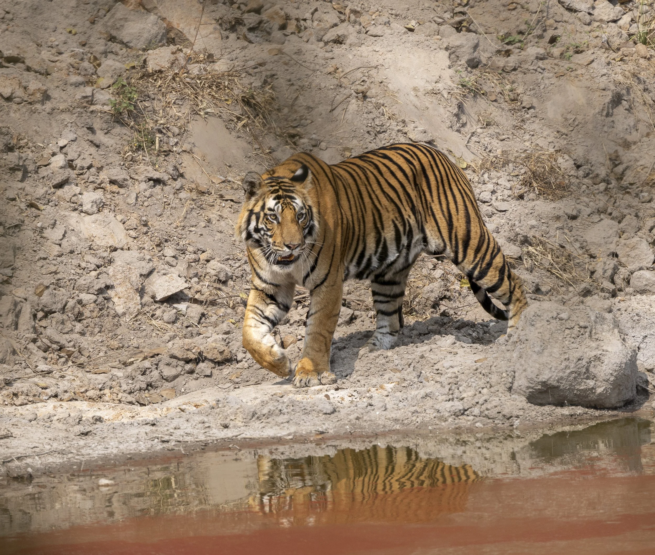 Samode Lodge Day 2-5300.jpg