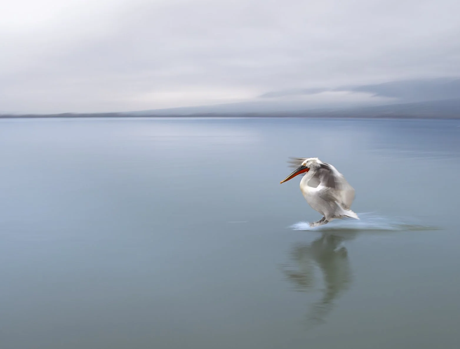 Kerkini Pelicans-2-7.jpg