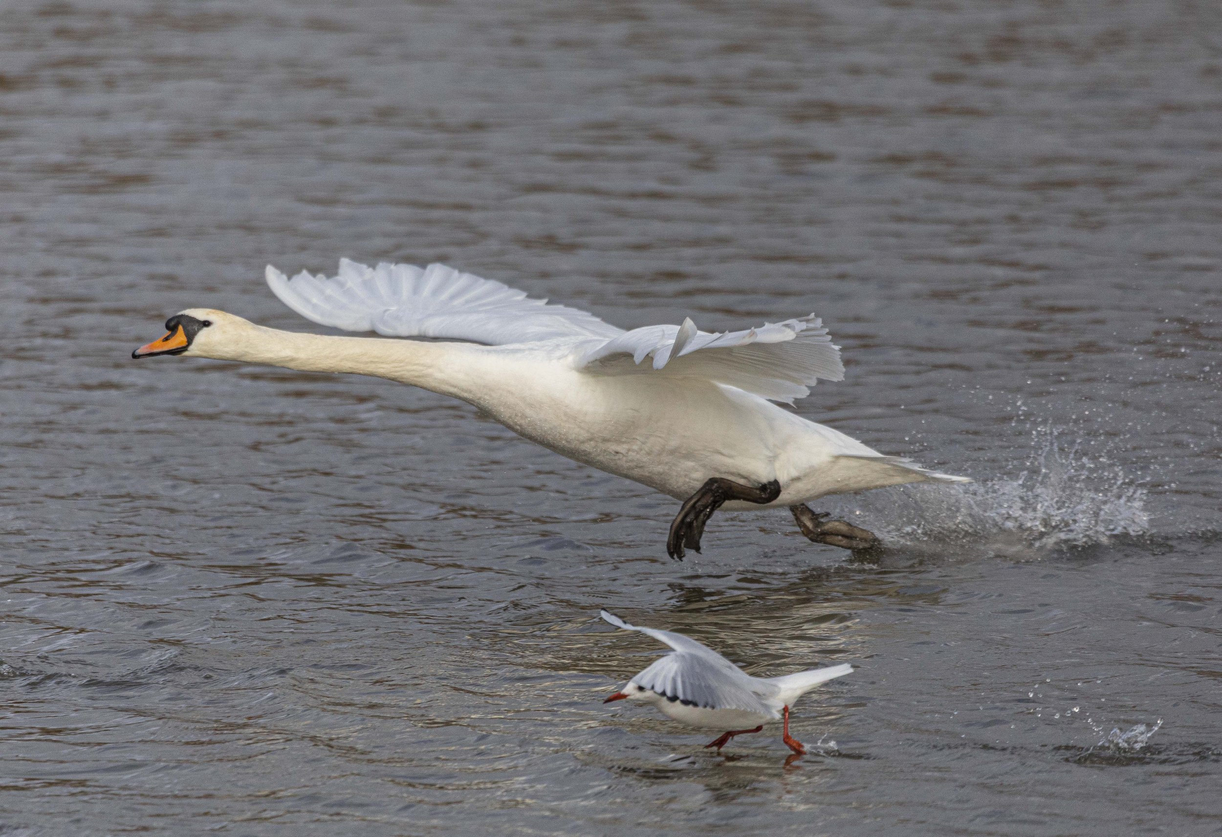Backwell Lake-8093.jpg