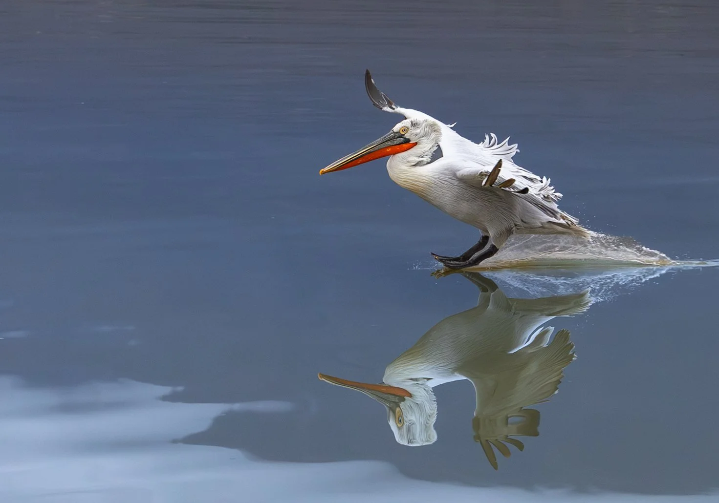 Kerkini Pelicans-1701.jpg