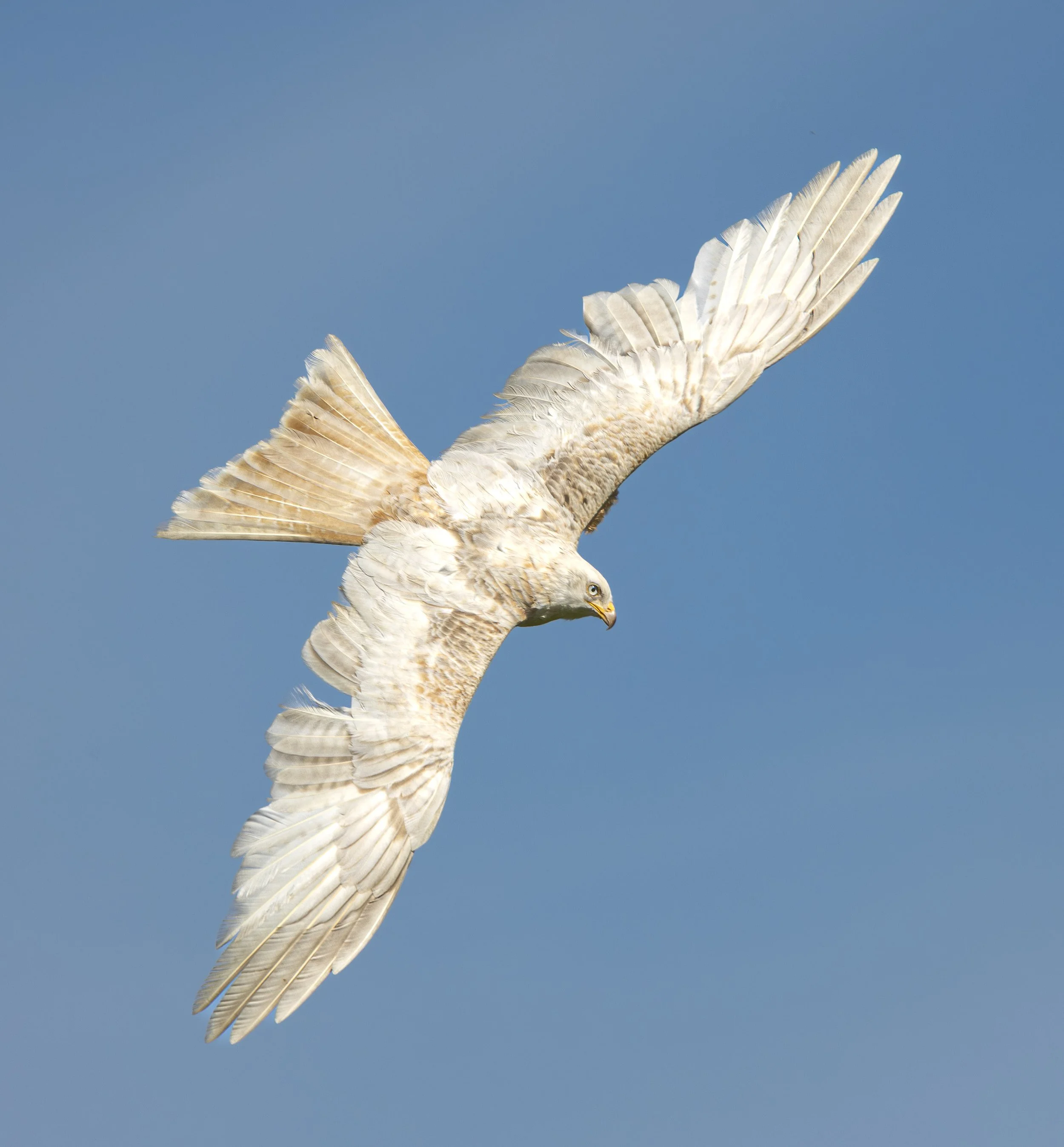 Red Kites at Gigrin Farm