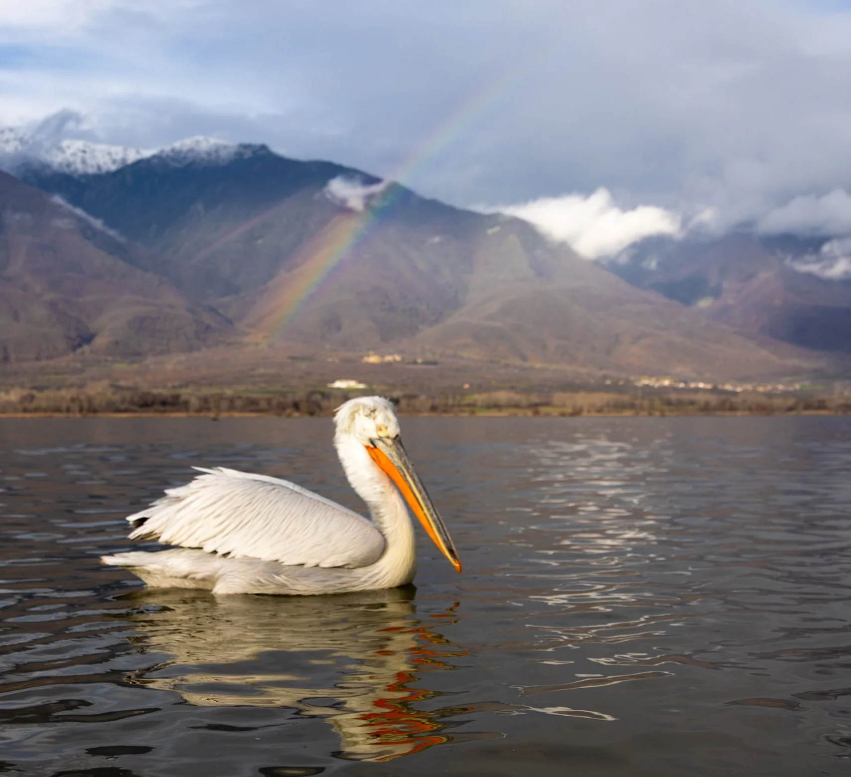 Kerkini Pelicans-2974.jpg