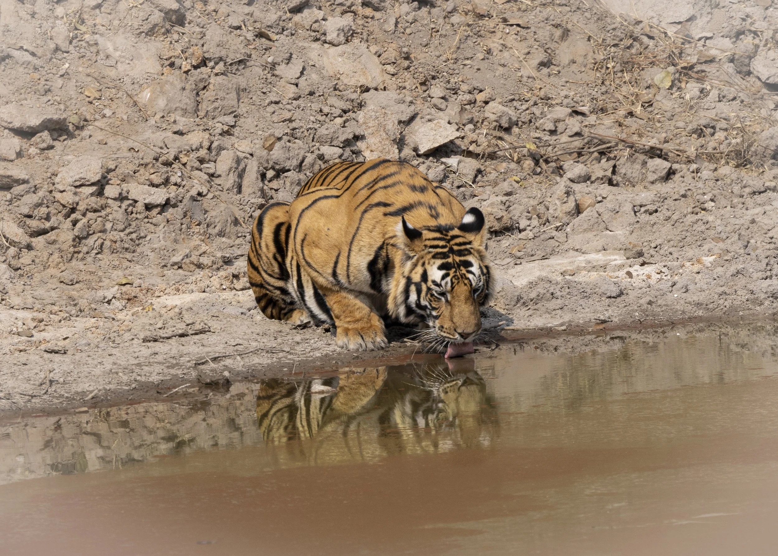 Samode Lodge Day 2-5370.jpg