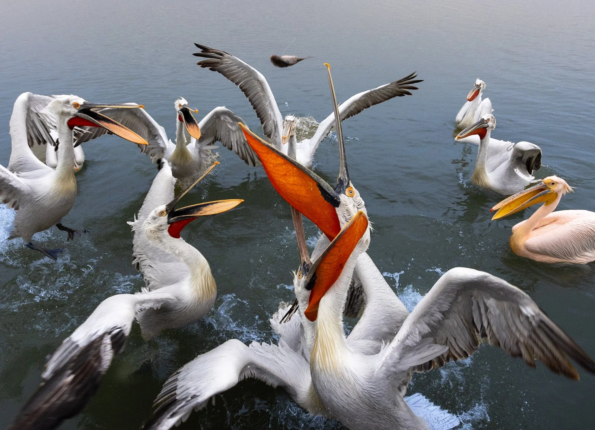 Kerkini Pelicans-2900.jpg