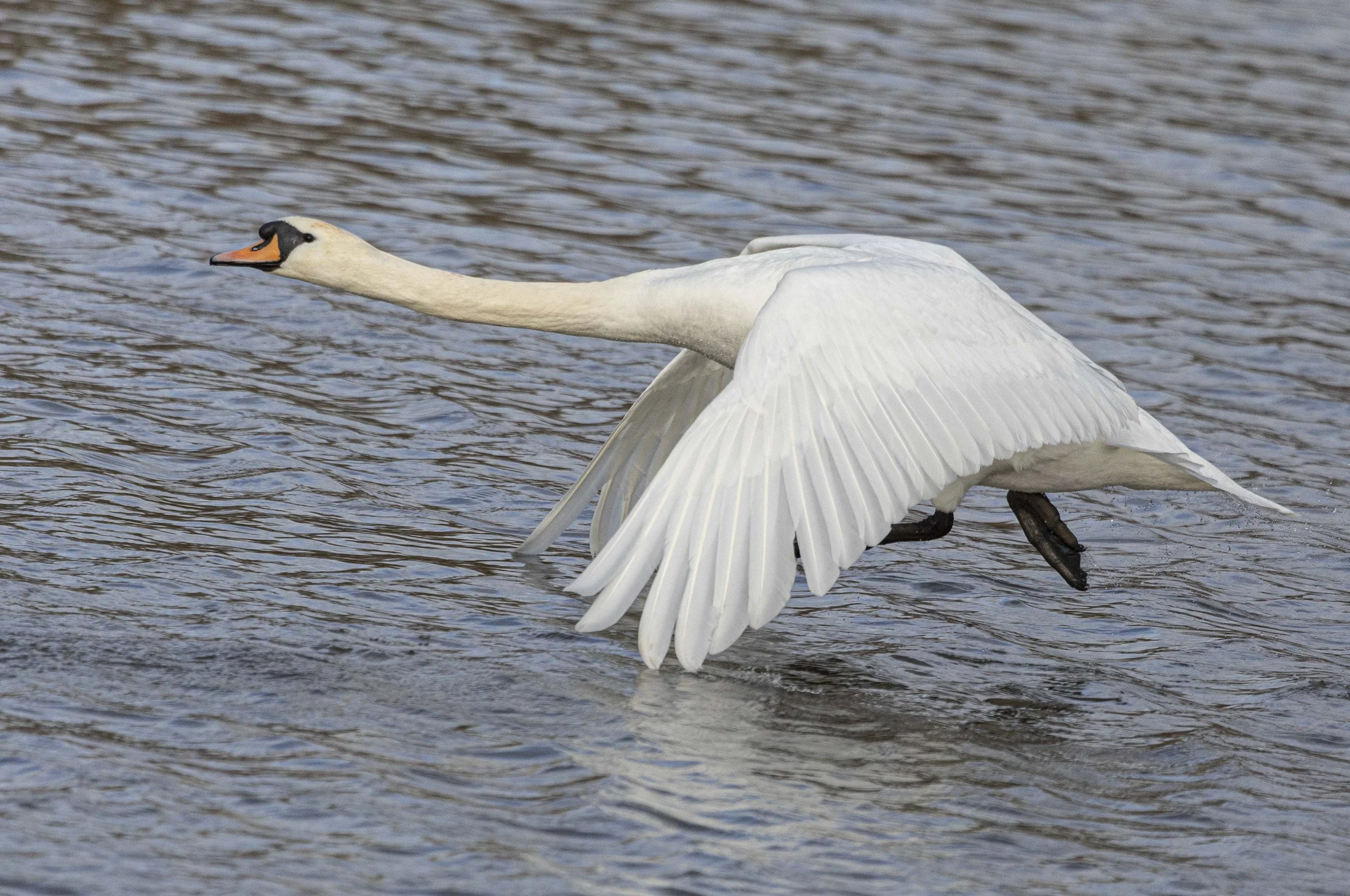 Backwell Lake-8096.jpg