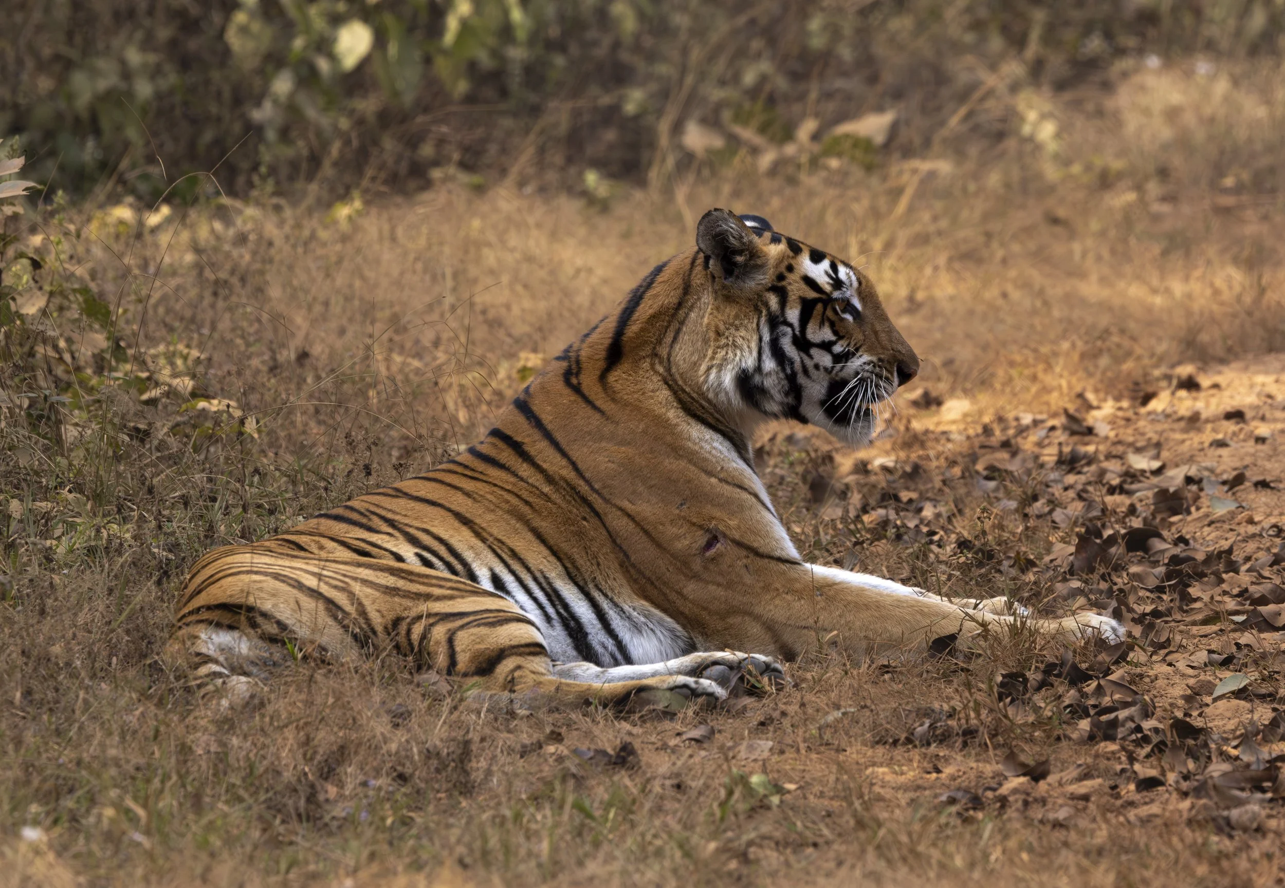 Kanha Day 4-8373.jpg