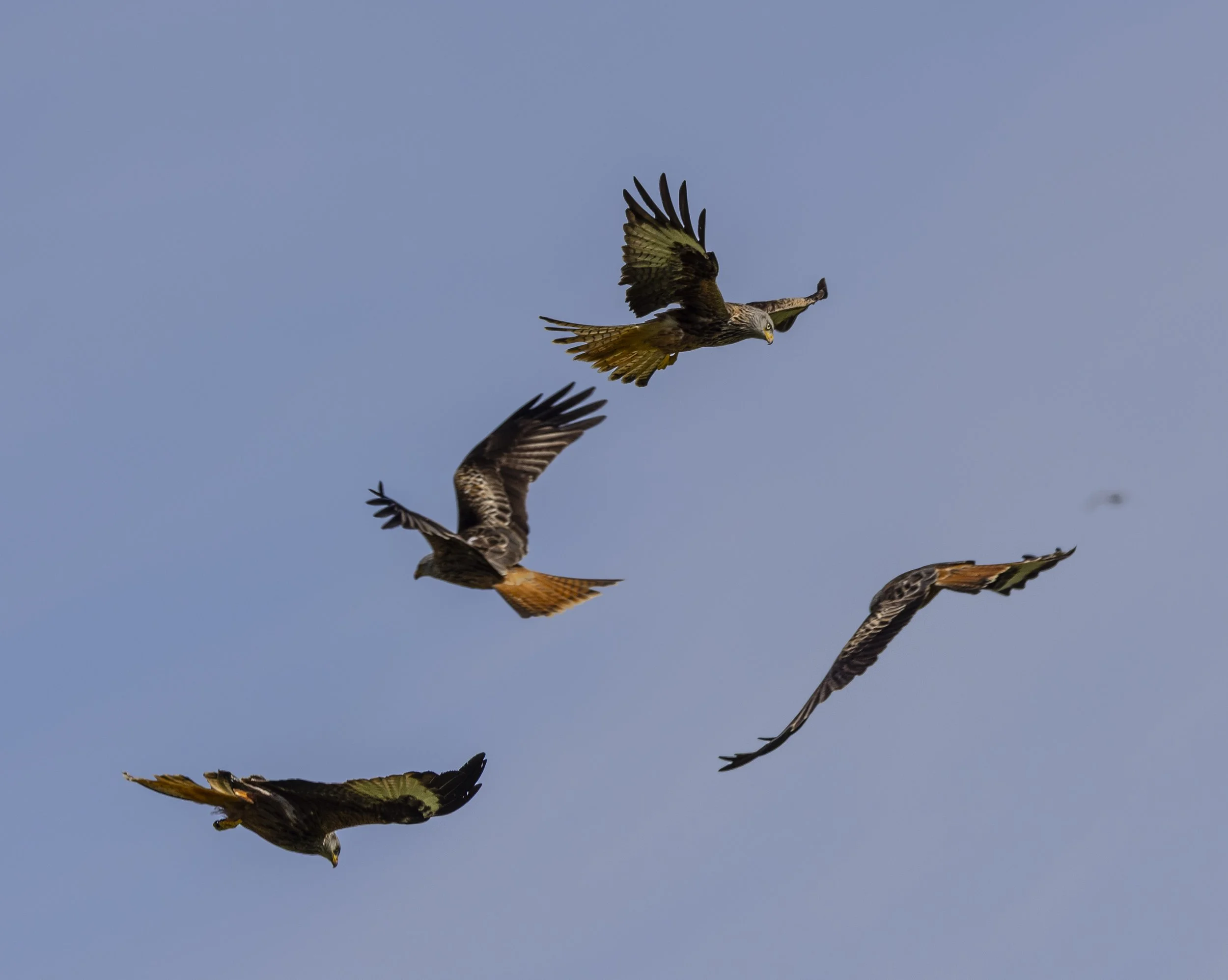 Red Kites at Gigrin Farm
