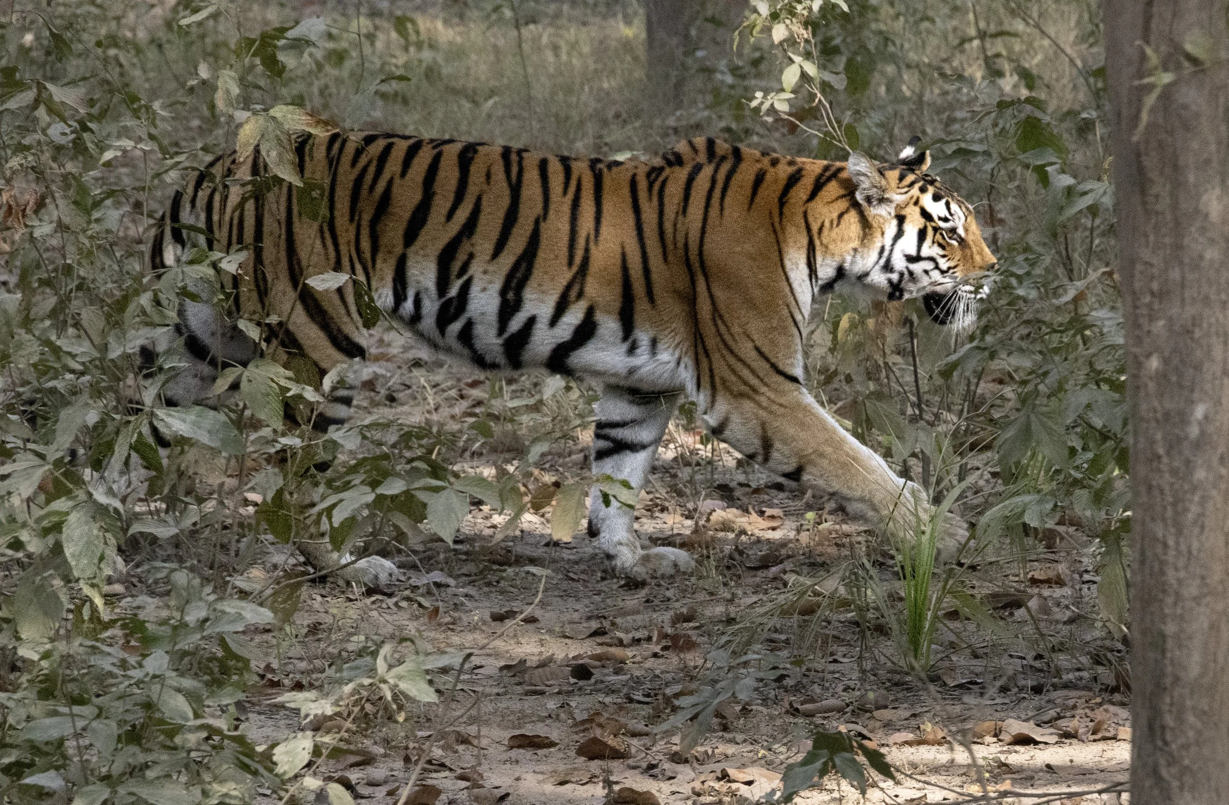 Kanha Day 5-8464.jpg