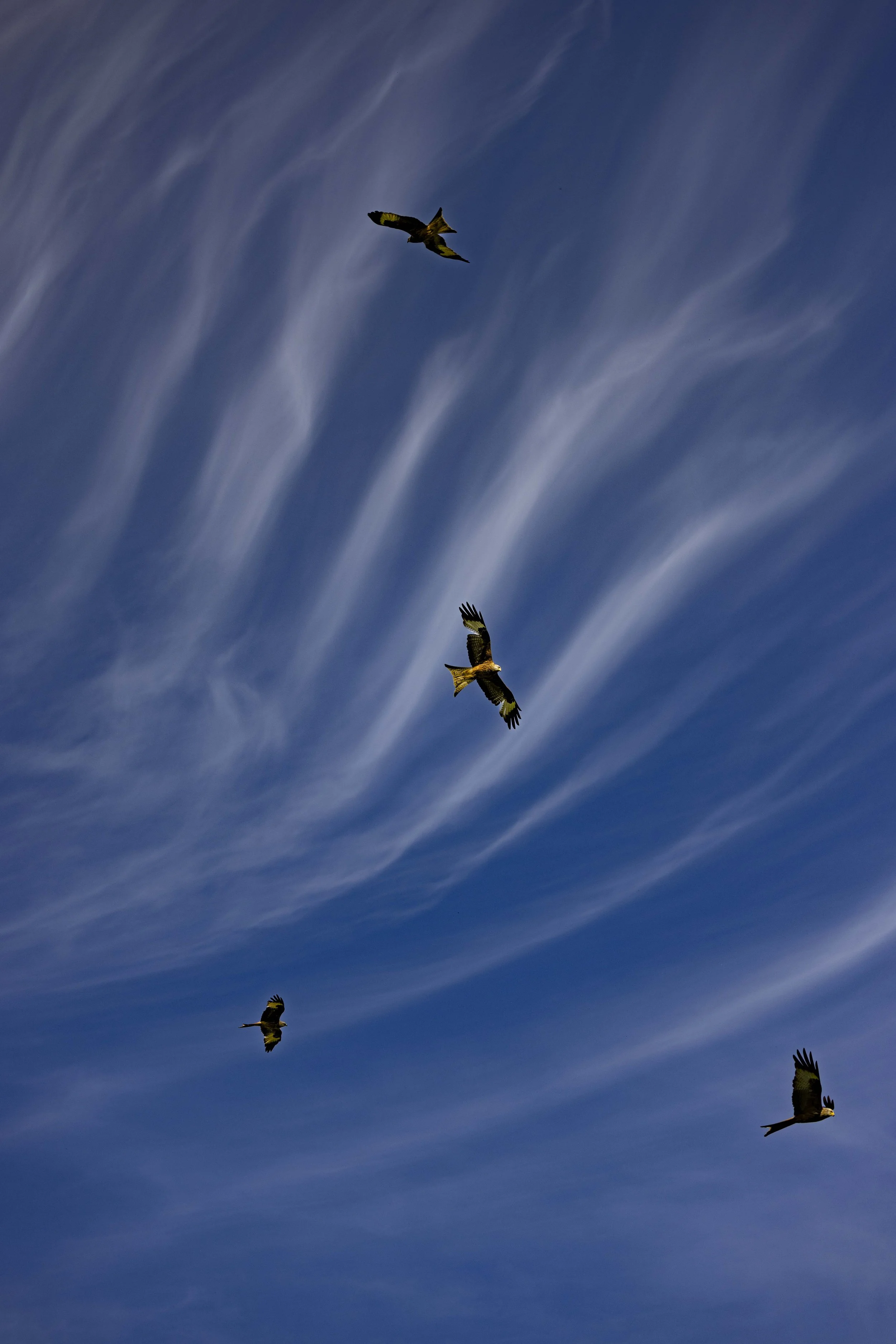 Red Kites at Gigrin Farm-15.jpg