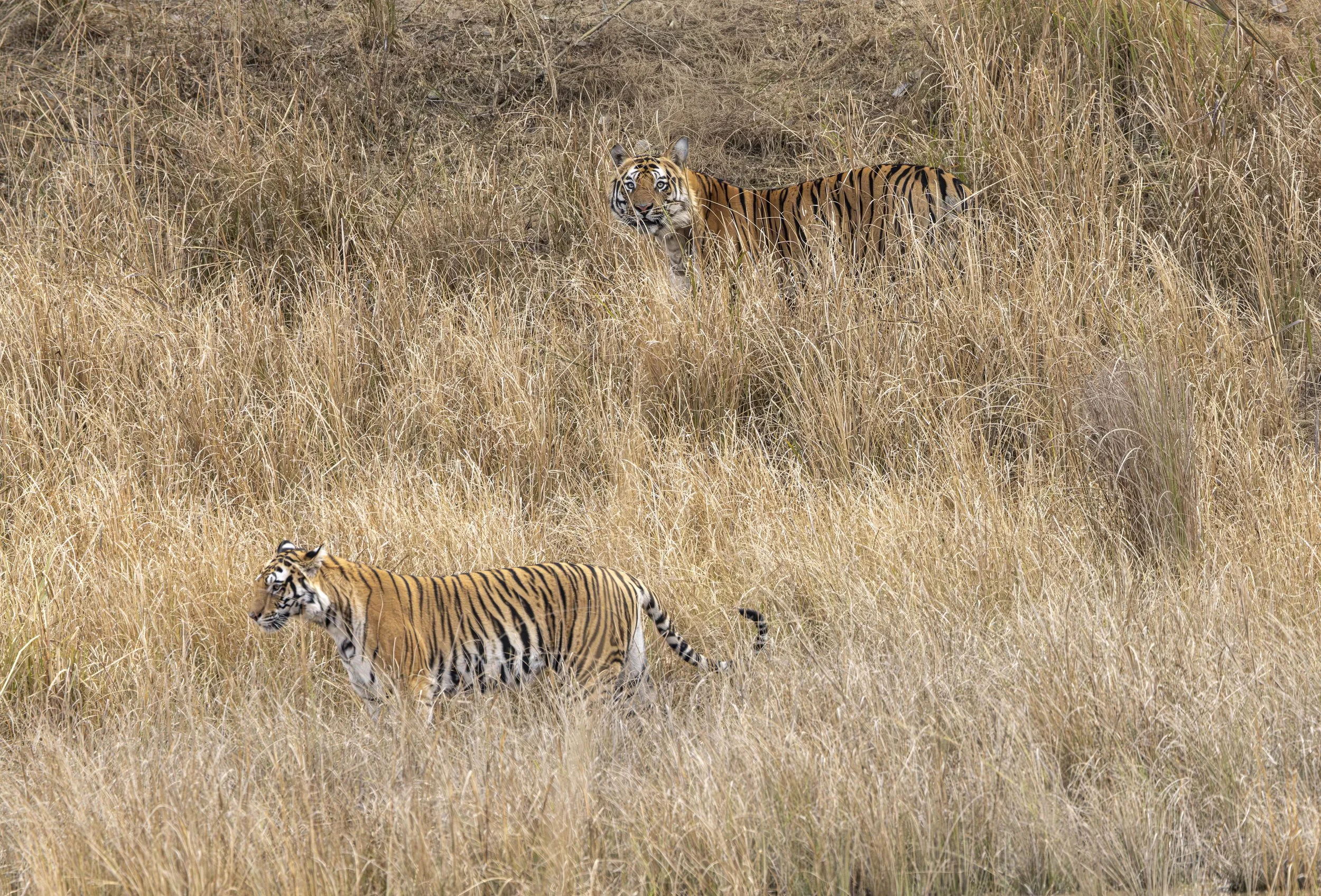 Samode Day 3-6074.jpg