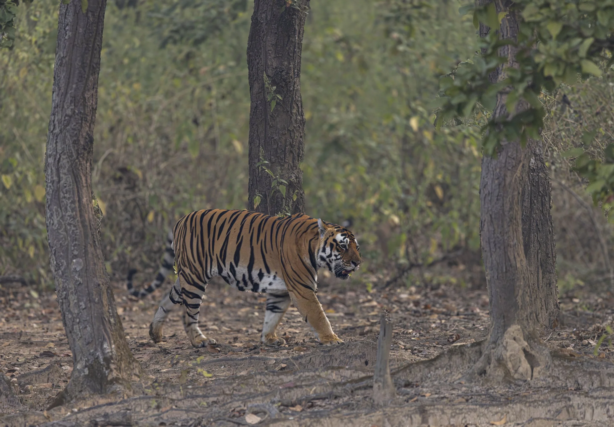 Kanha Day 4-8194.jpg