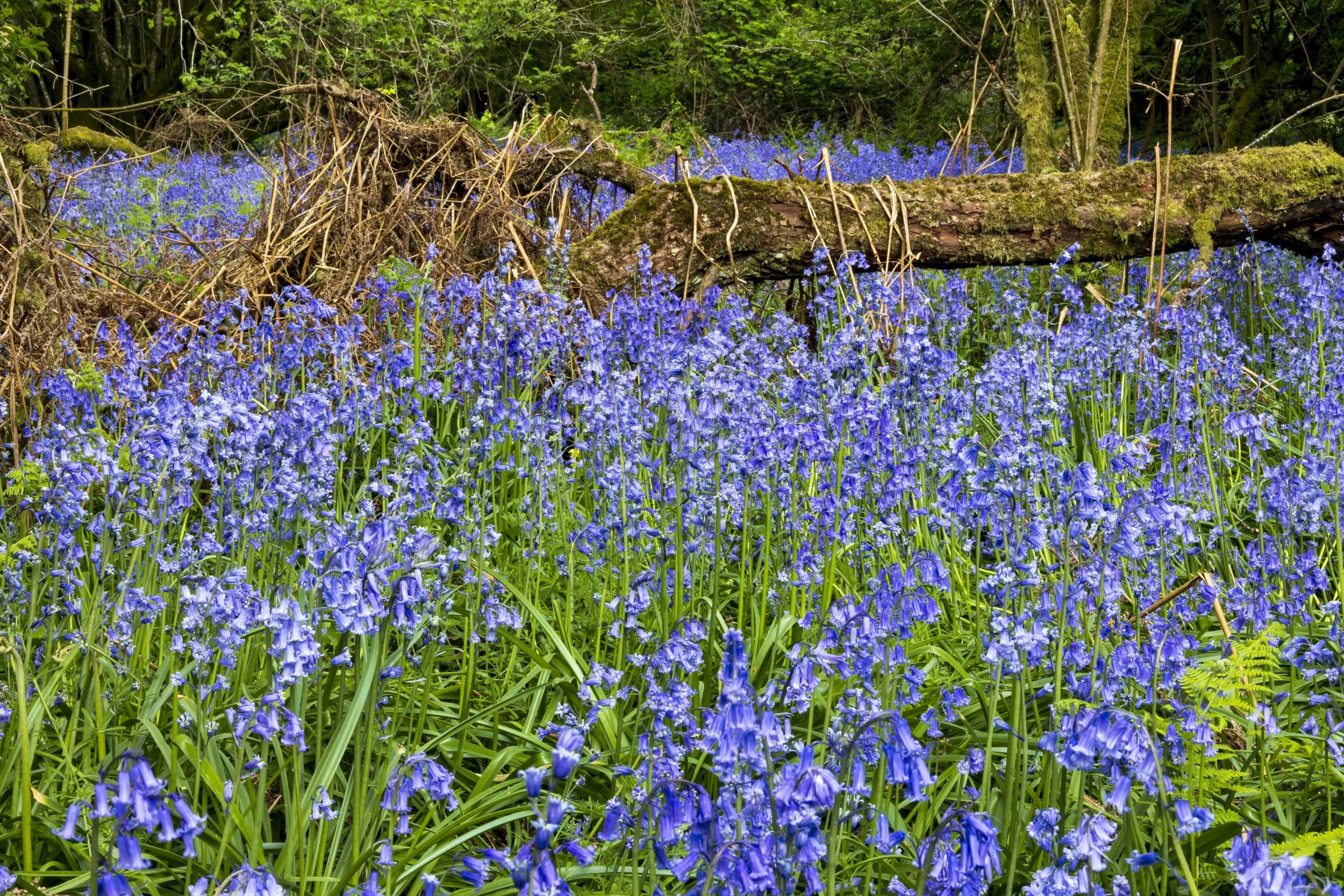 Bluebells in Delcombe woods