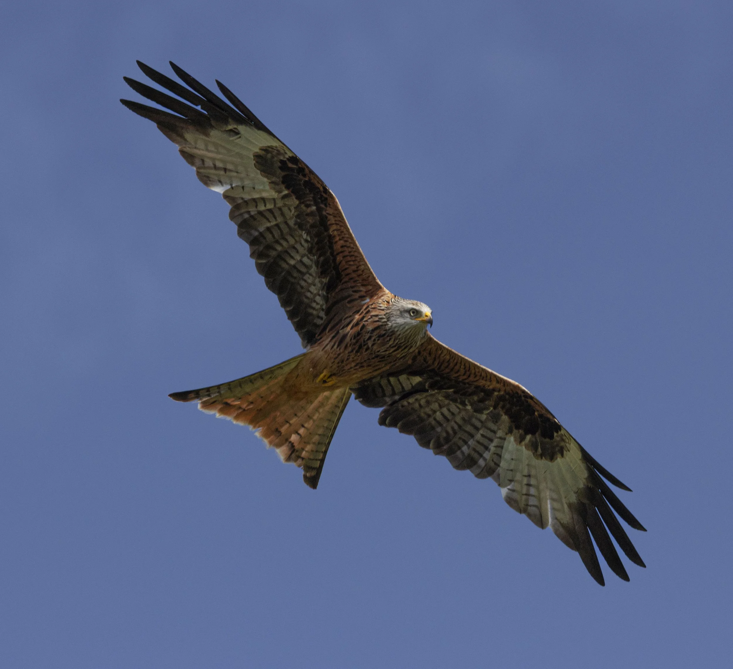 Red Kites at Gigrin Farm
