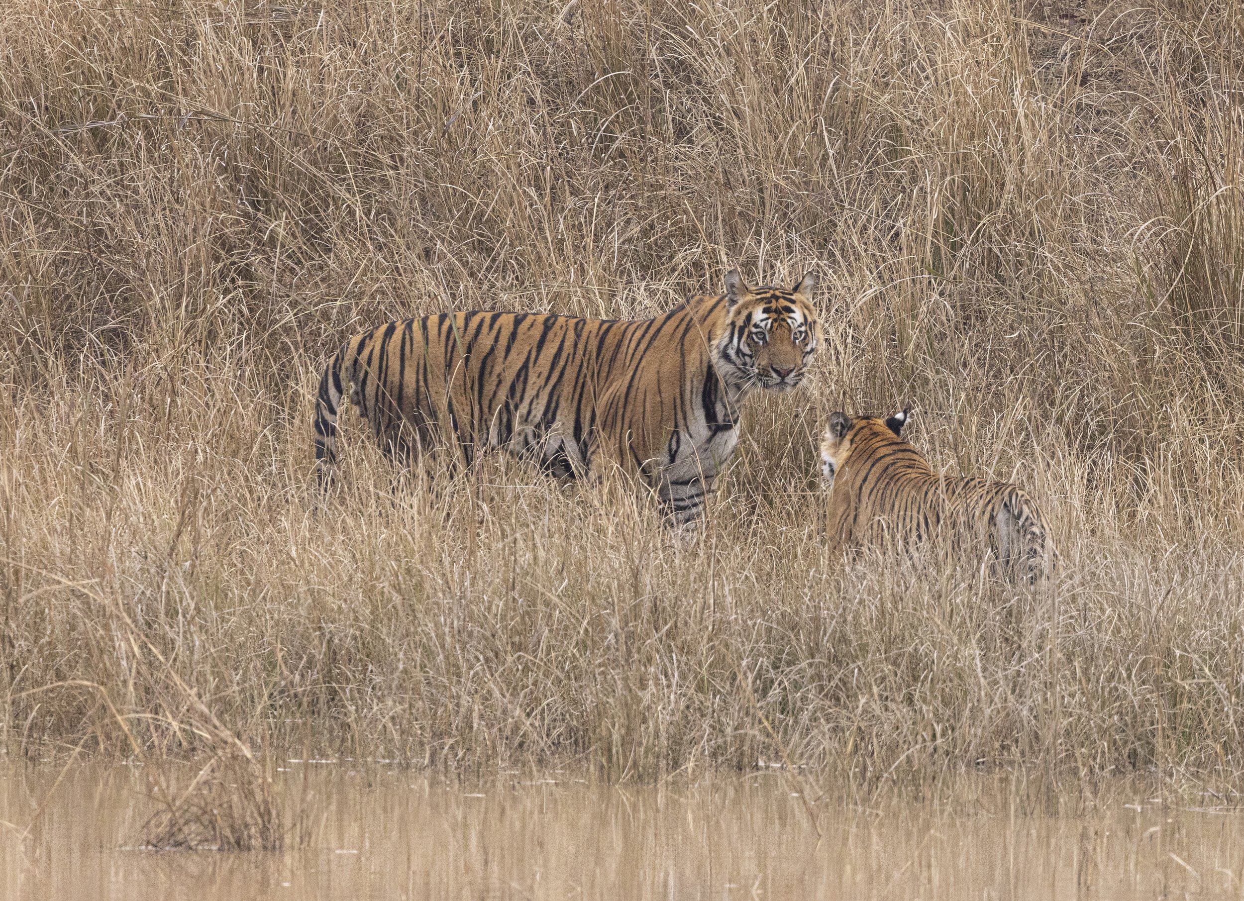 Samode Day 3-6166.jpg