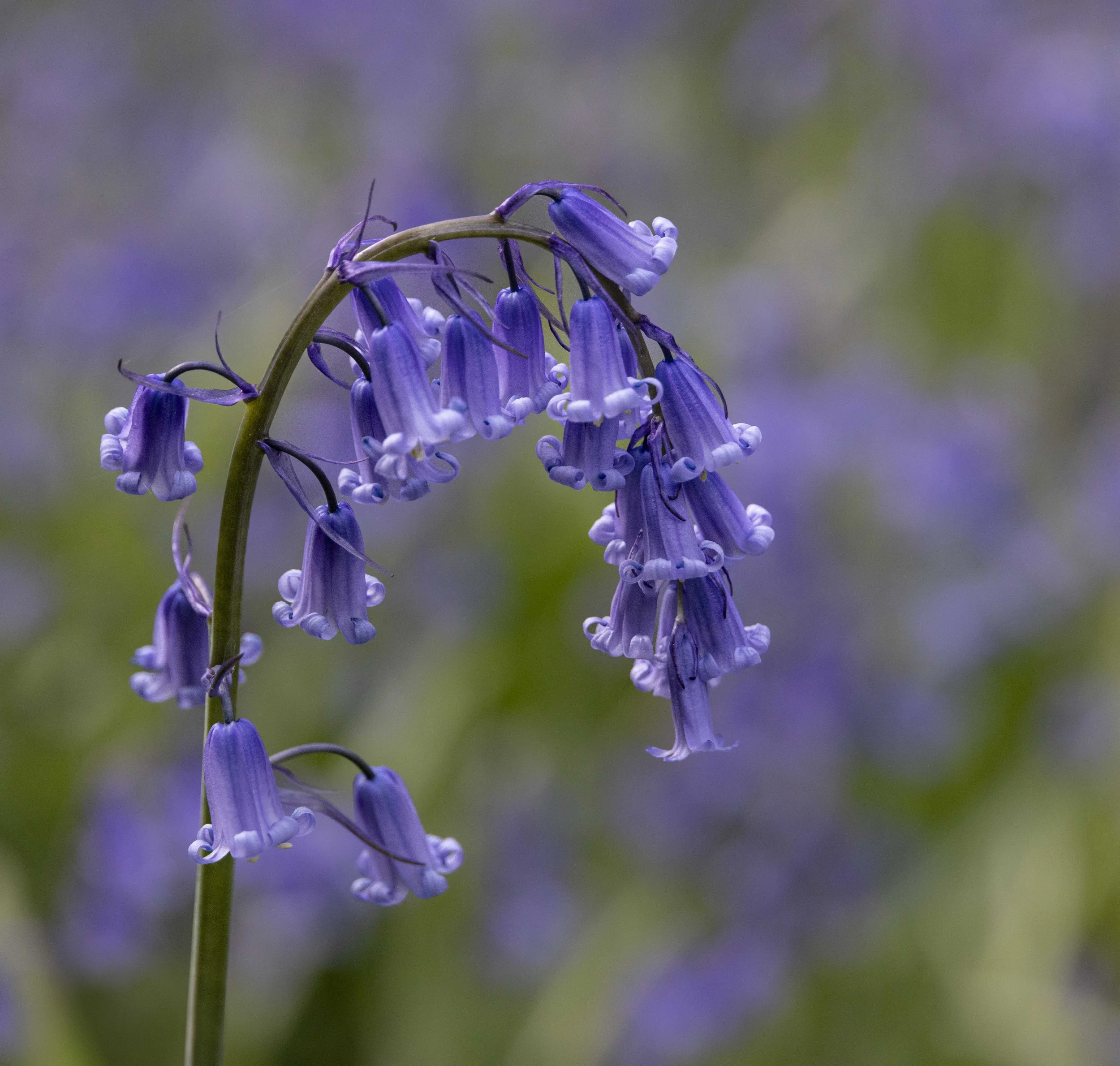 Bluebells in Delcombe woods