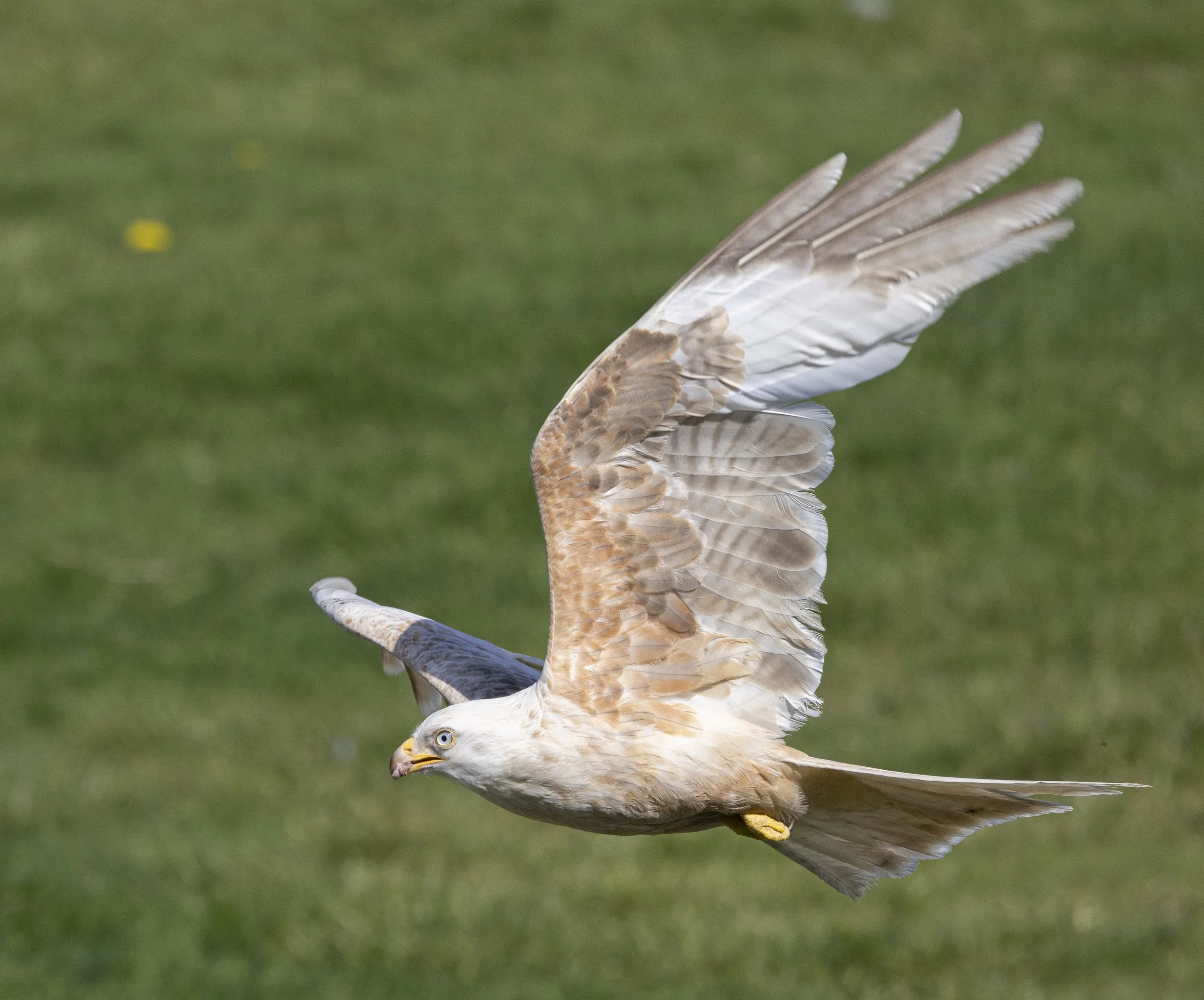 Red Kites at Gigrin Farm