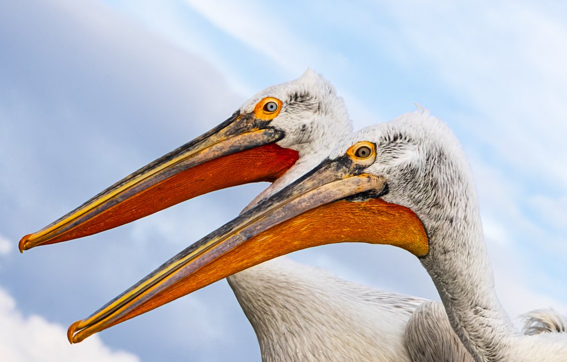 Kerkini Pelicans-3141.jpg