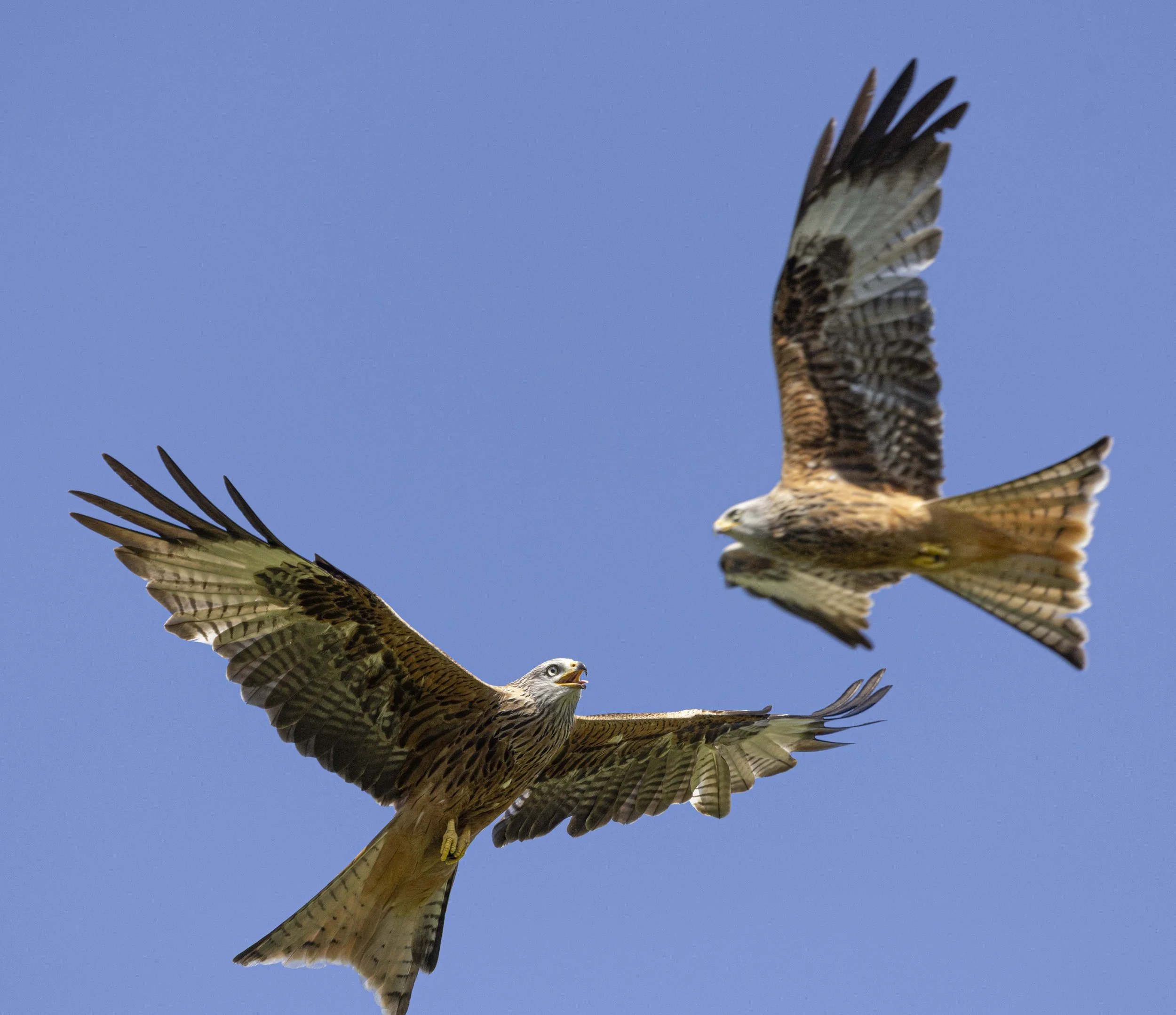 Red Kites at Gigrin Farm