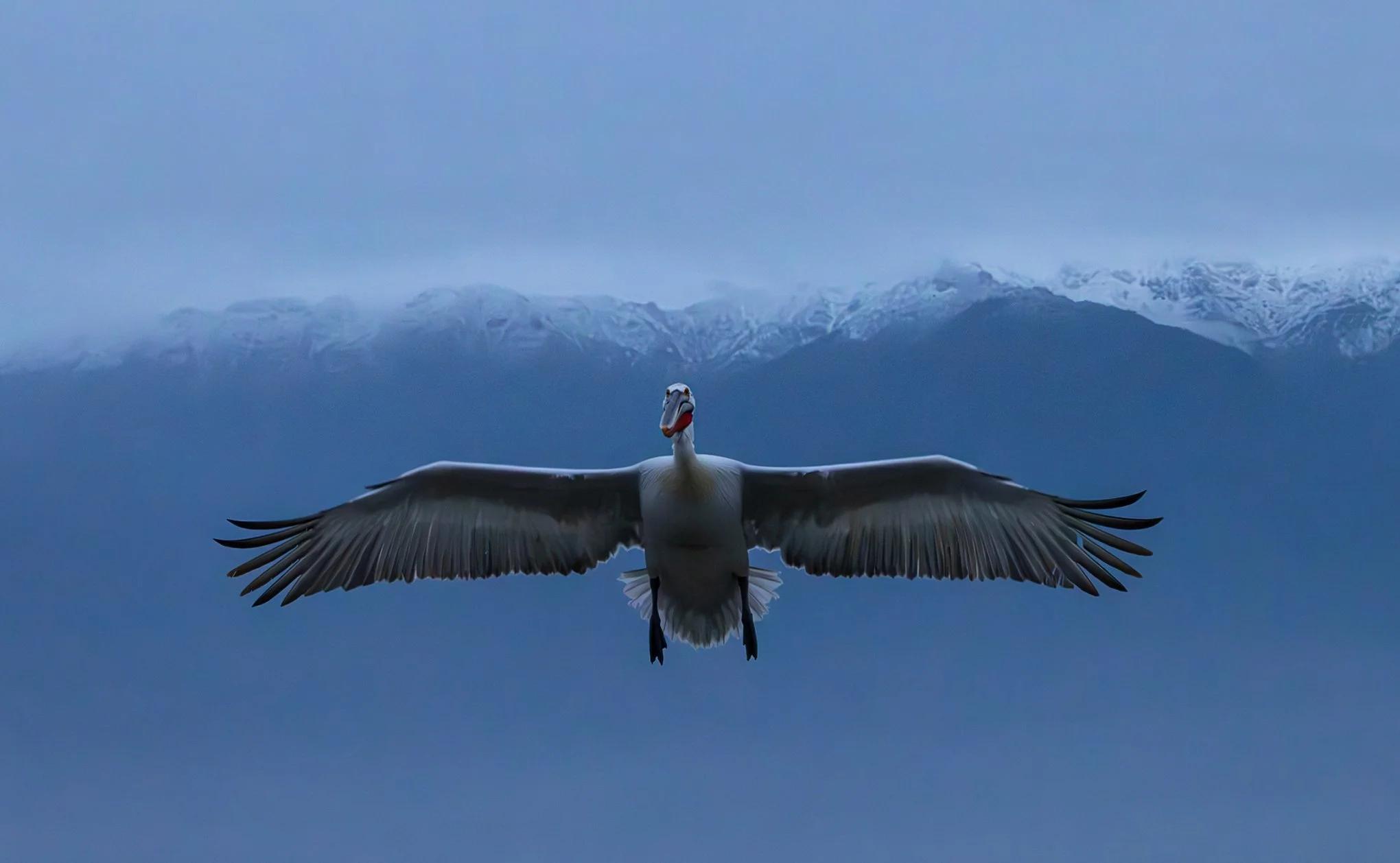 Kerkini Pelicans-2069.jpg