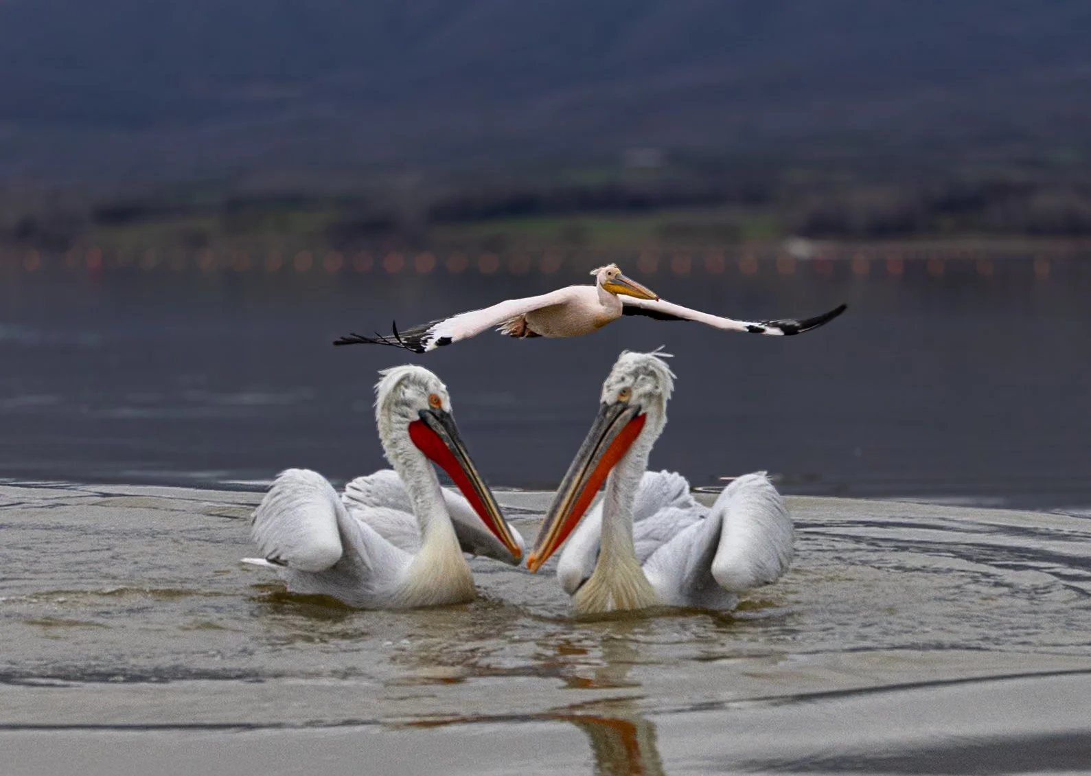 Kerkini Pelicans-1551.jpg