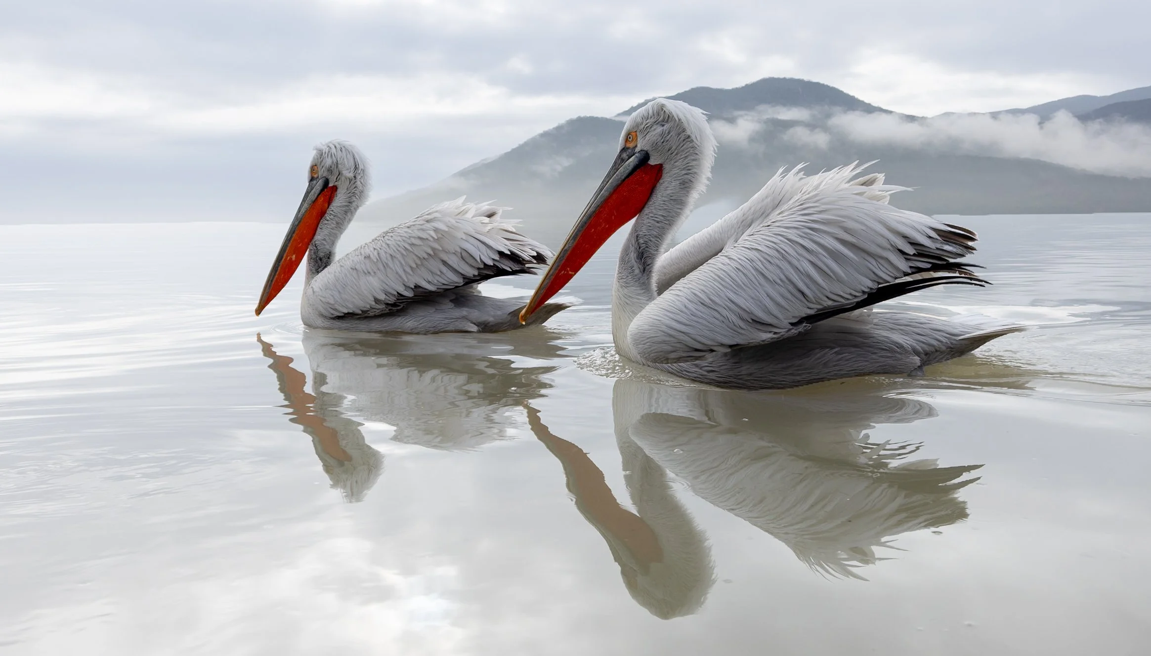 Kerkini Pelicans-3695.jpg
