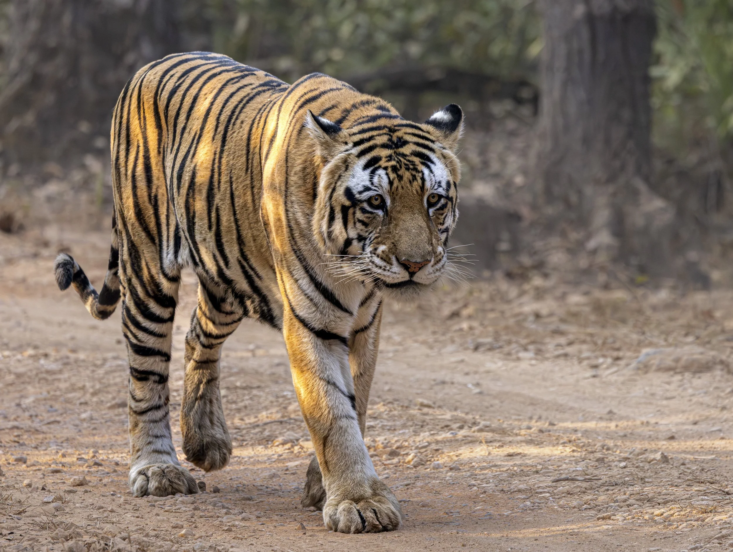 Kanha Day 2-7340.jpg