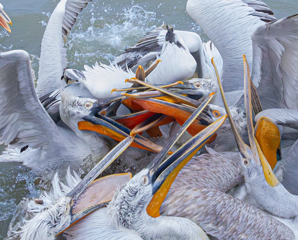 Kerkini Pelicans-3328.jpg