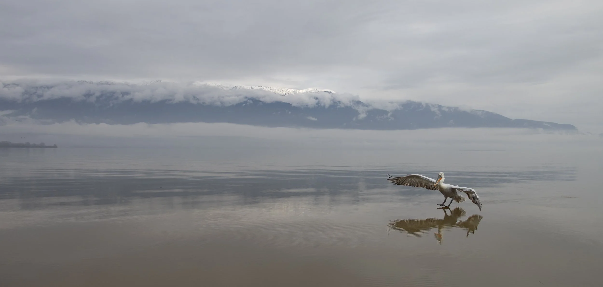 Kerkini Pelicans-2642.jpg